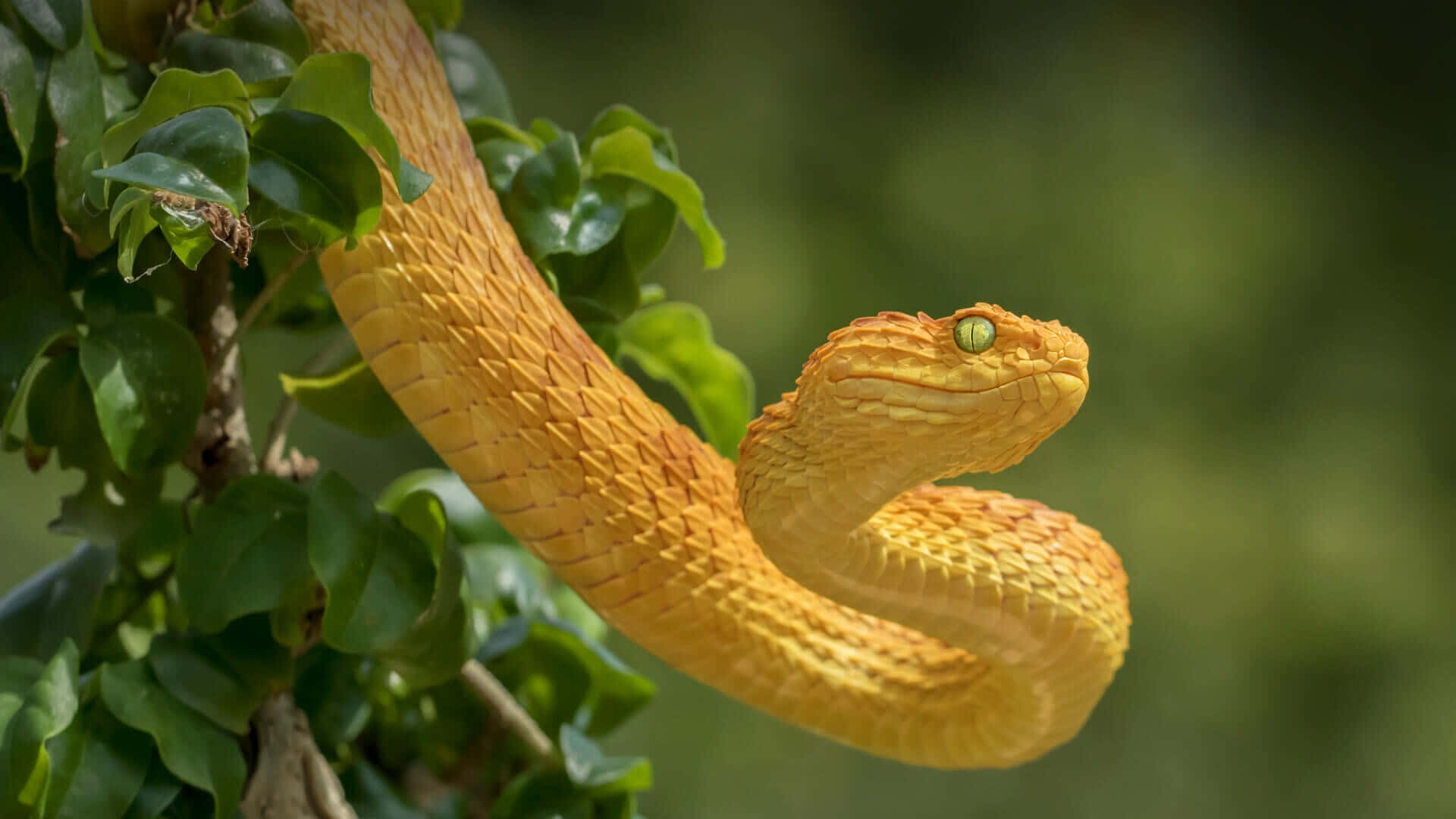 Yellow Snake 桌布 壁紙 — 一條鮮黃色的坑蝮蛇在陽光明媚的叢林環境中，優雅地纏繞在茂密的綠葉之間。