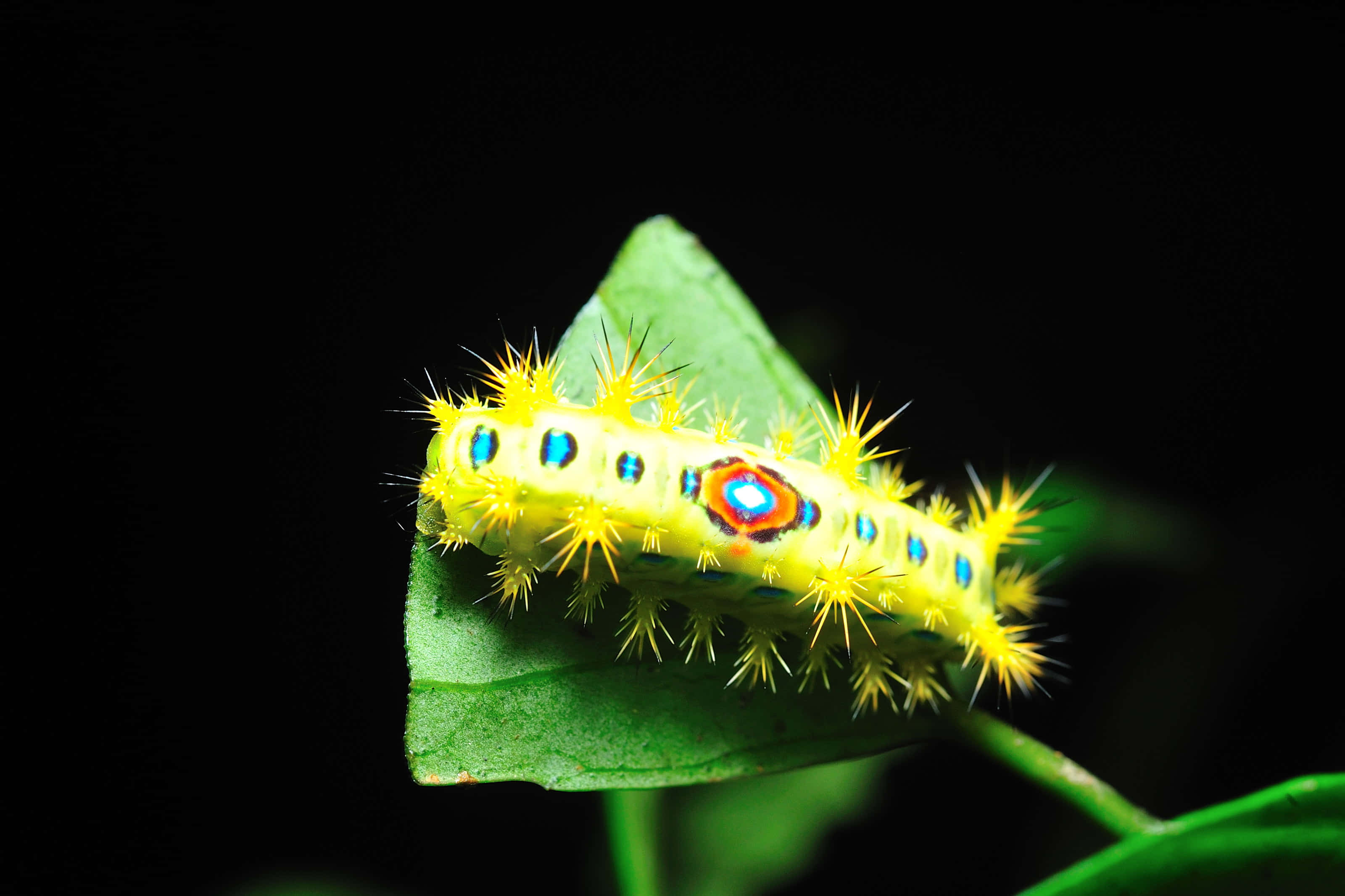 Caterpillar Transformation 桌布 壁紙 — 一條鮮黃色的毛蟲，帶有藍色和橙色的眼斑，在黑色背景的綠葉上爬行。