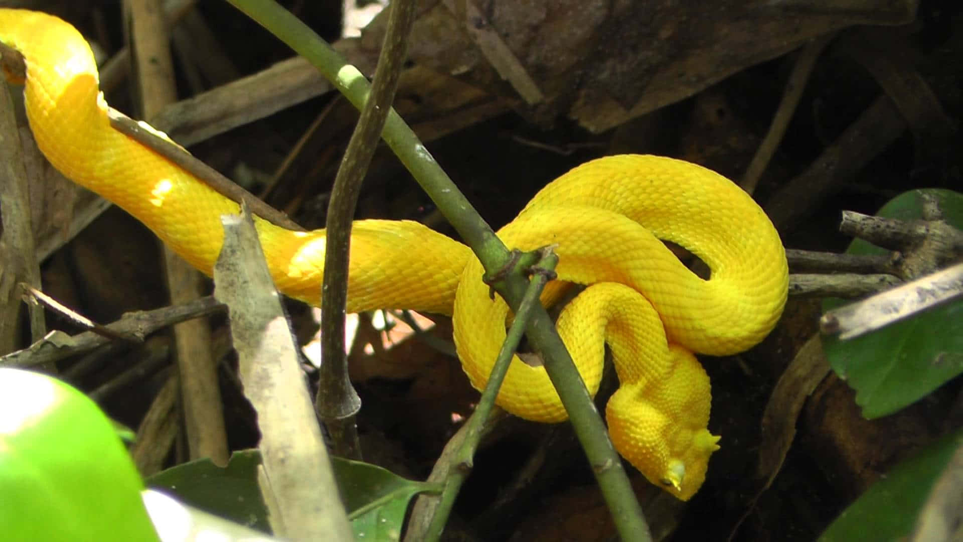 Yellow Snake 桌布 壁紙 — 一條鮮黃色的蛇在陽光明媚的森林灌木叢中，優雅地纏繞在交錯的樹枝和綠葉之間。