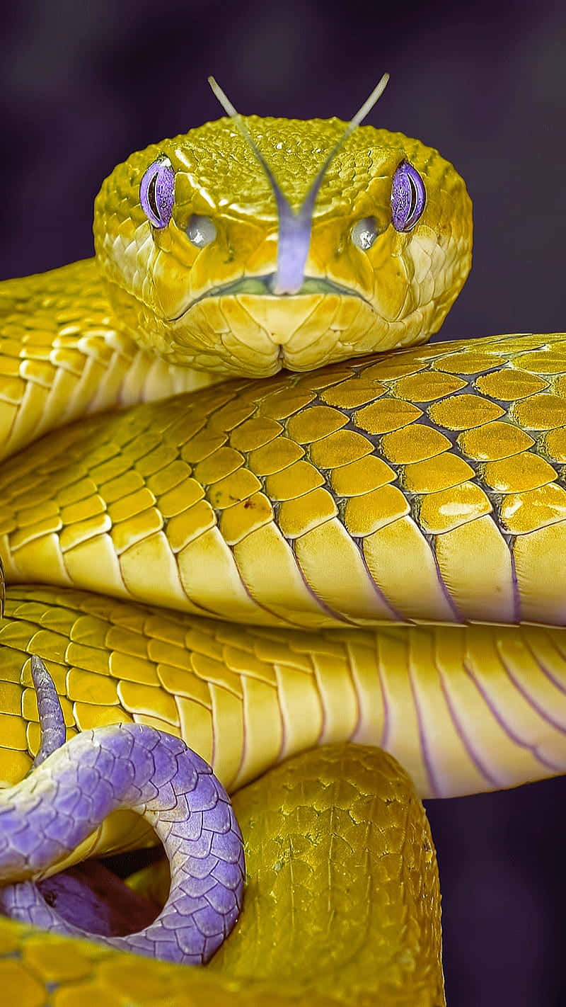 Yellow Snake 桌布 壁紙 — 一條鮮黃色蛇嘅特寫，有紫色眼睛同點綴，喺深色背景上盤繞。