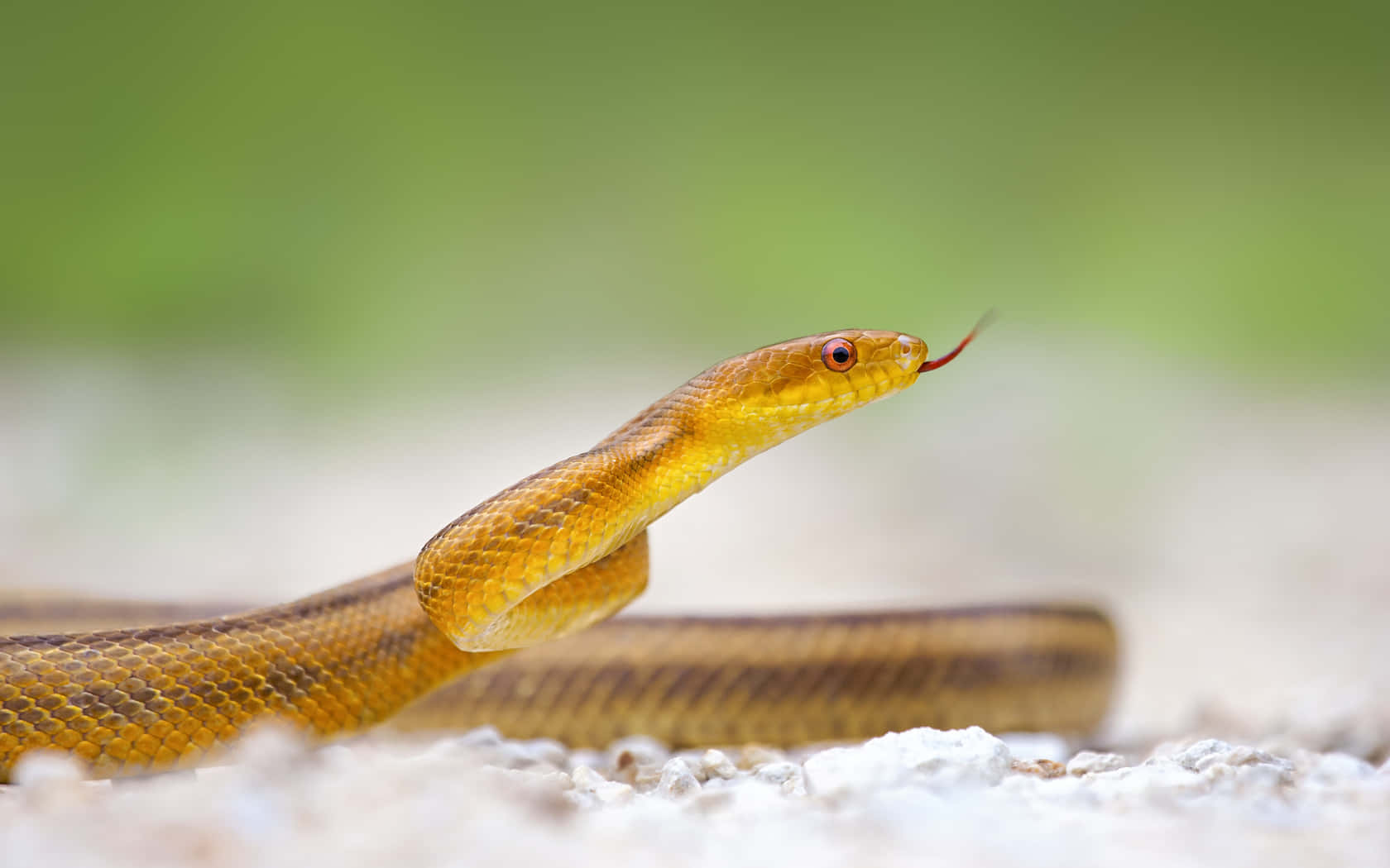 Brown Snake 桌布 壁紙 — 一條黃褐色蛇嘅特寫，紅眼睛，喺碎石上吐舌頭，背景係模糊嘅綠色。