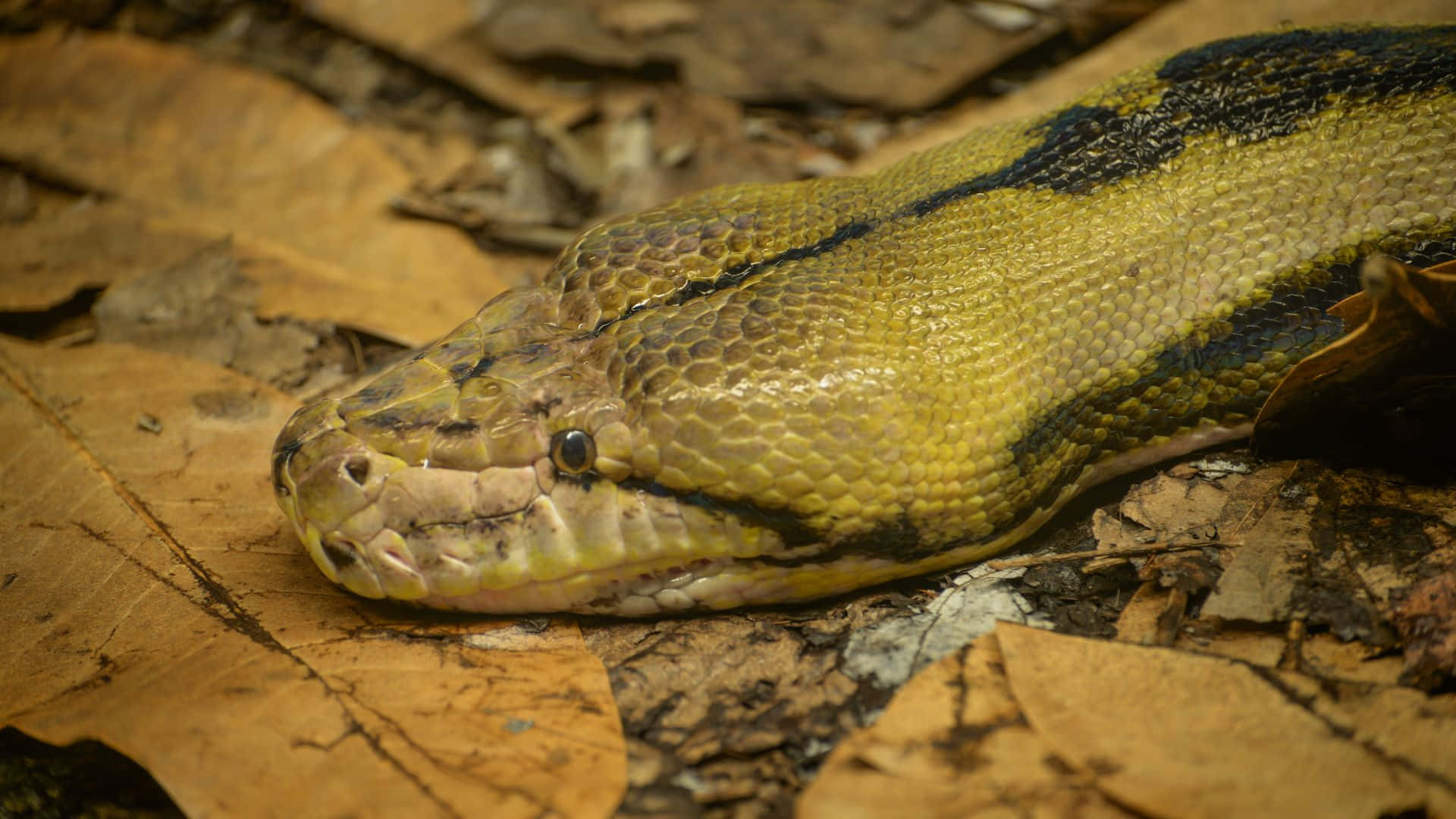 Anaconda 桌布 壁紙 — 一條黃黑相間圖案的蛇在森林地面的乾燥棕色樹葉中休息的特寫。