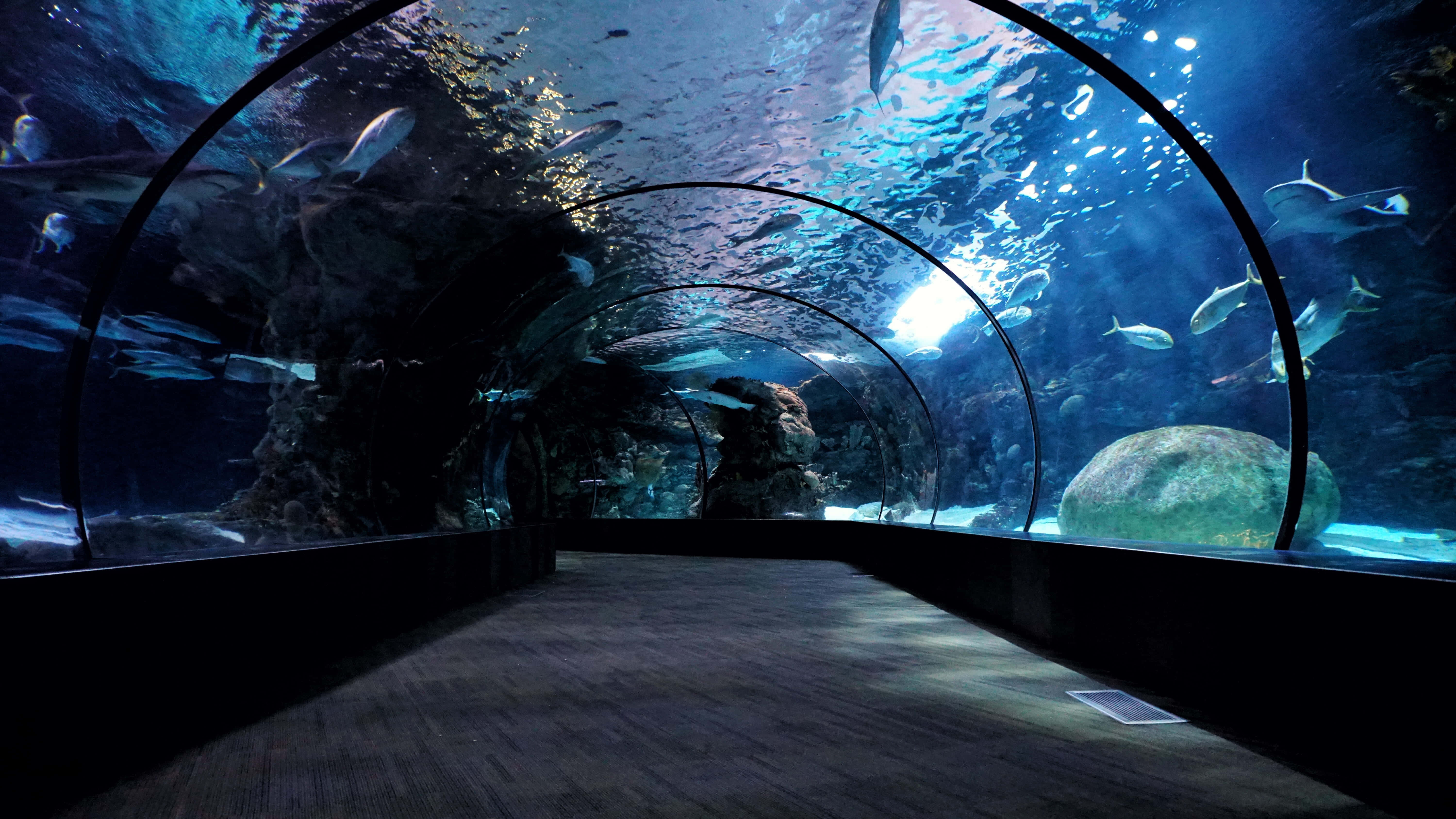 水族箱 桌布 壁紙 — 一條黑暗的水下隧道，彎曲的玻璃牆揭示了魚群在深藍色水中游過岩石 formations 和一塊大石頭。