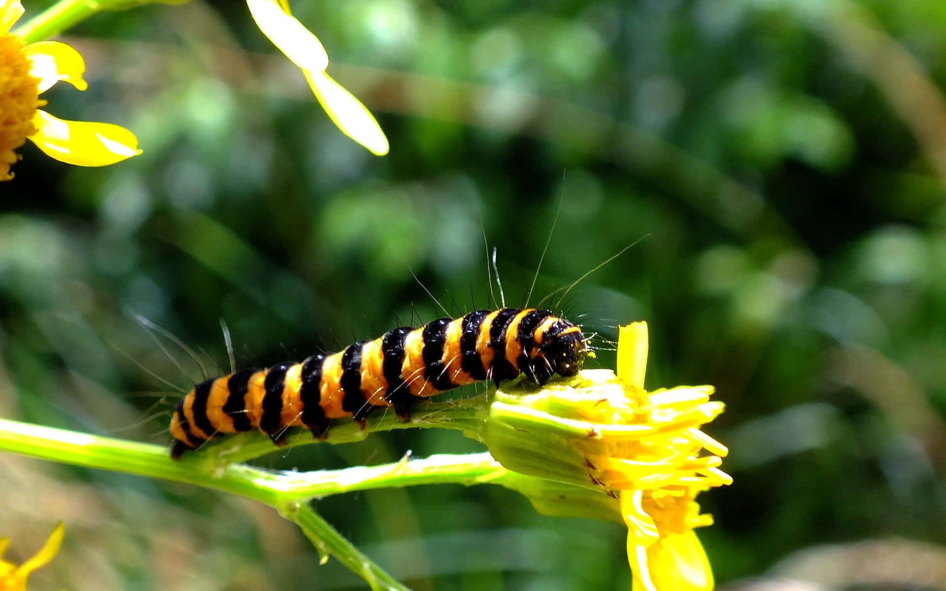 Caterpillar Transformation 桌布 壁紙 — 一條黑橙相間的毛毛蟲在鮮黃色的花朵上爬行，背景是茂密而模糊的綠色。