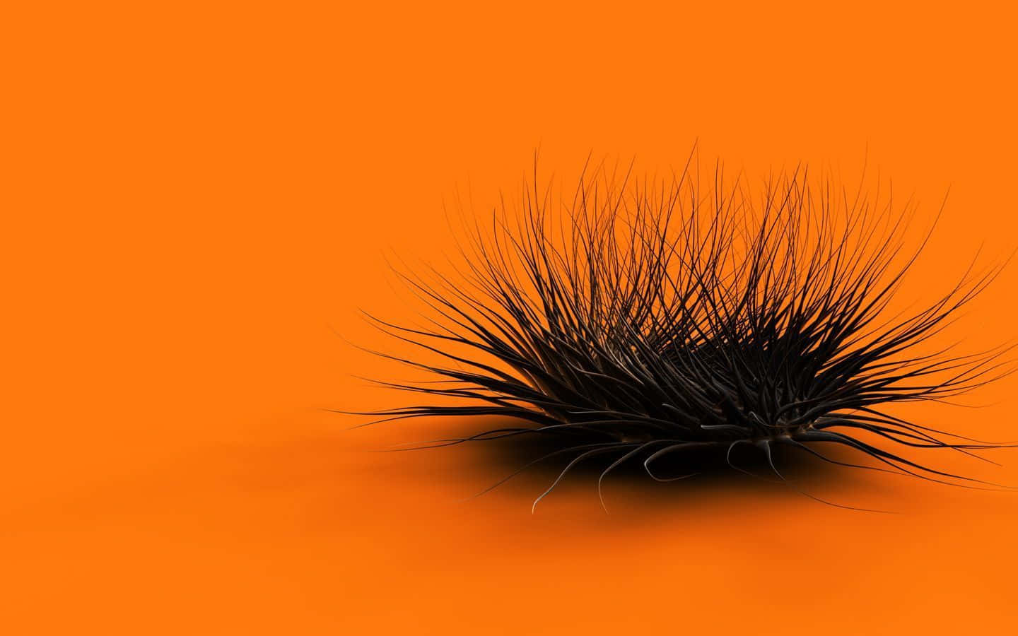 Black And Orange 桌布 壁紙 — 一條黑色多毛的毛毛蟲停留在鮮豔的橙色表面上，投下柔和的陰影。