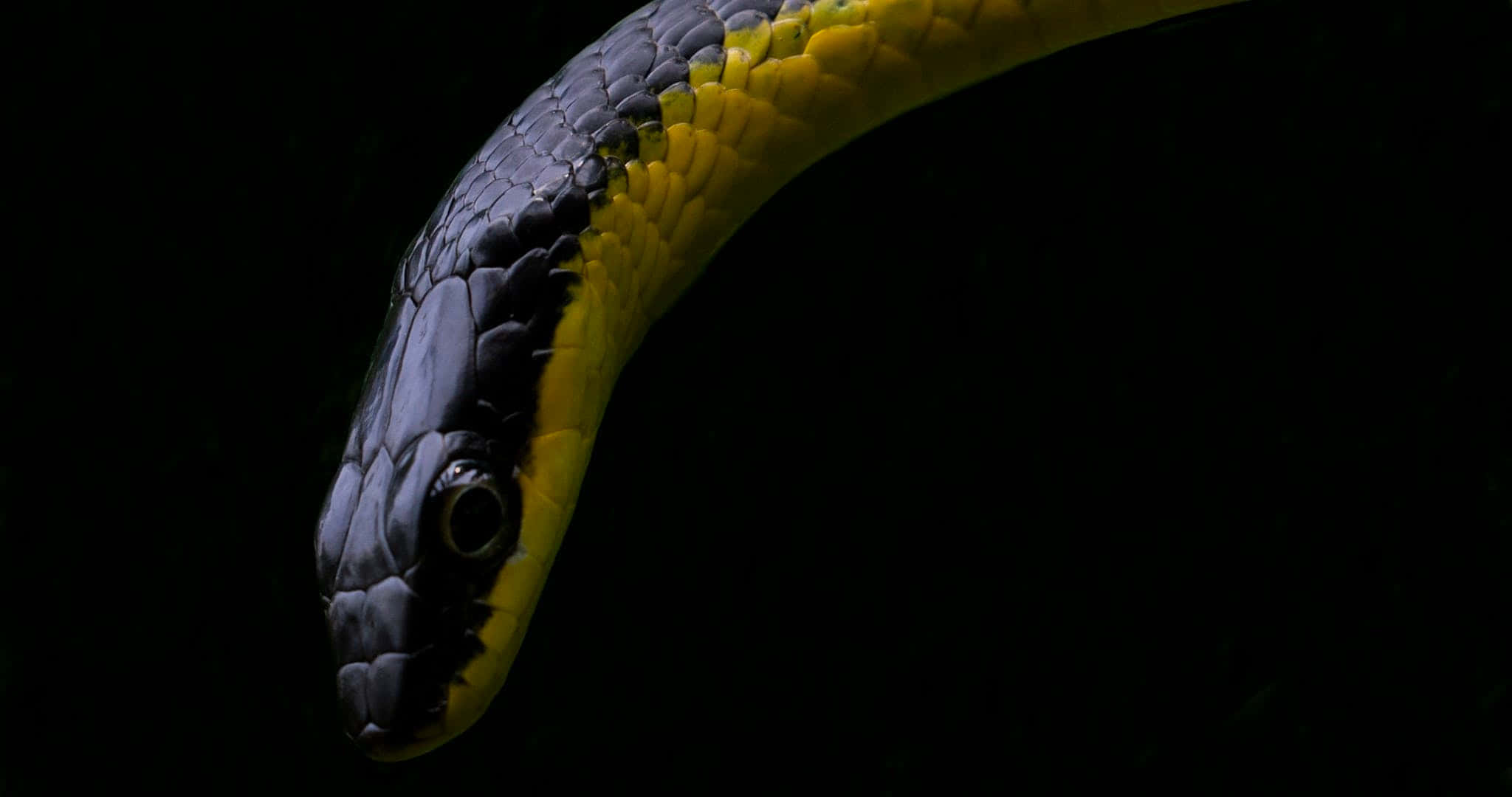 Yellow Snake 桌布 壁紙 — 一條黑黃相間的蛇頭部特寫，背景昏暗，燈光效果戲劇化。