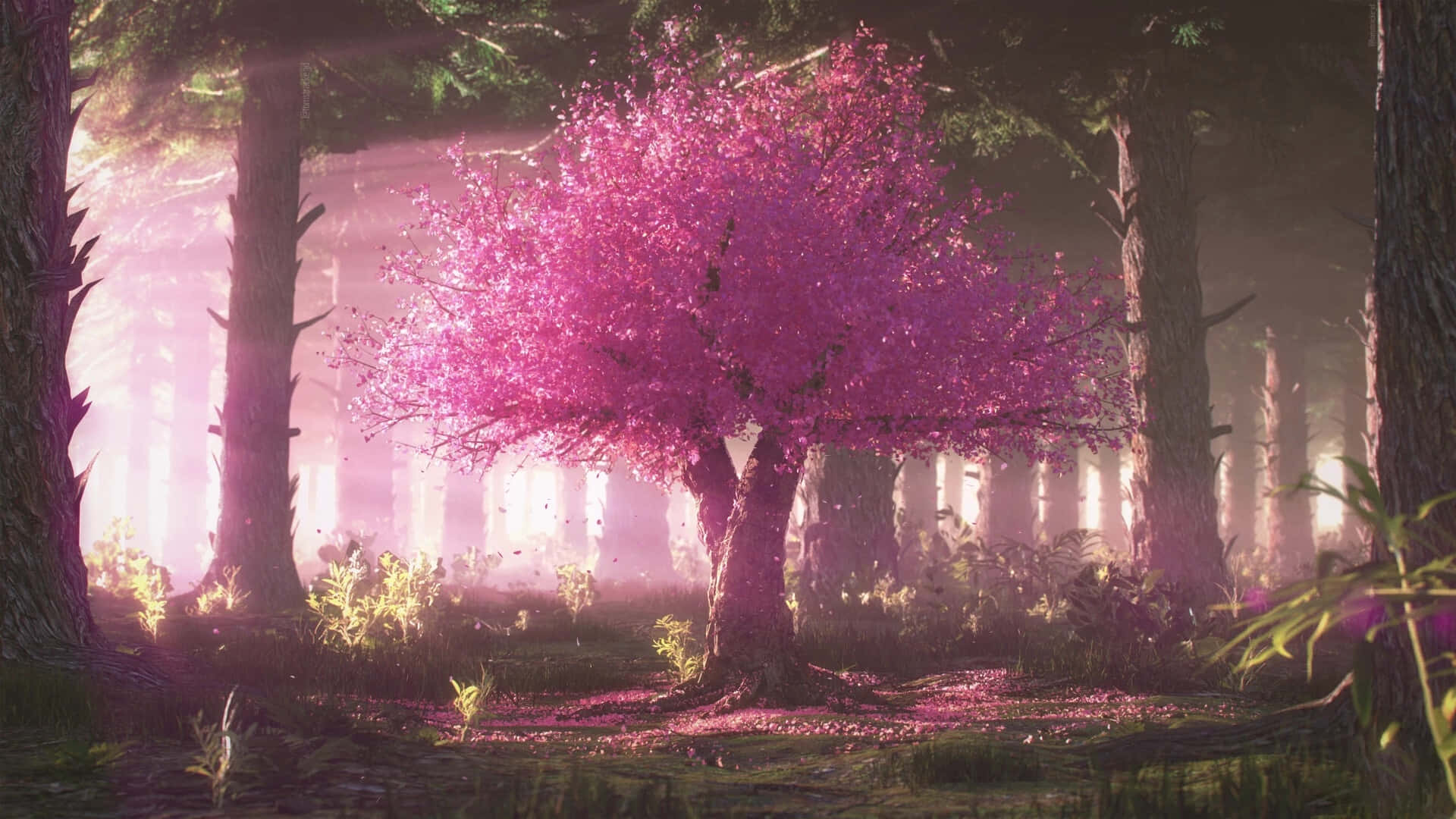 Cherry Blossom Tree 桌布 壁紙 — 一棵充滿活力的粉紅色櫻花樹在薄霧籠罩的森林中閃耀，沐浴在柔和空靈的光芒中。