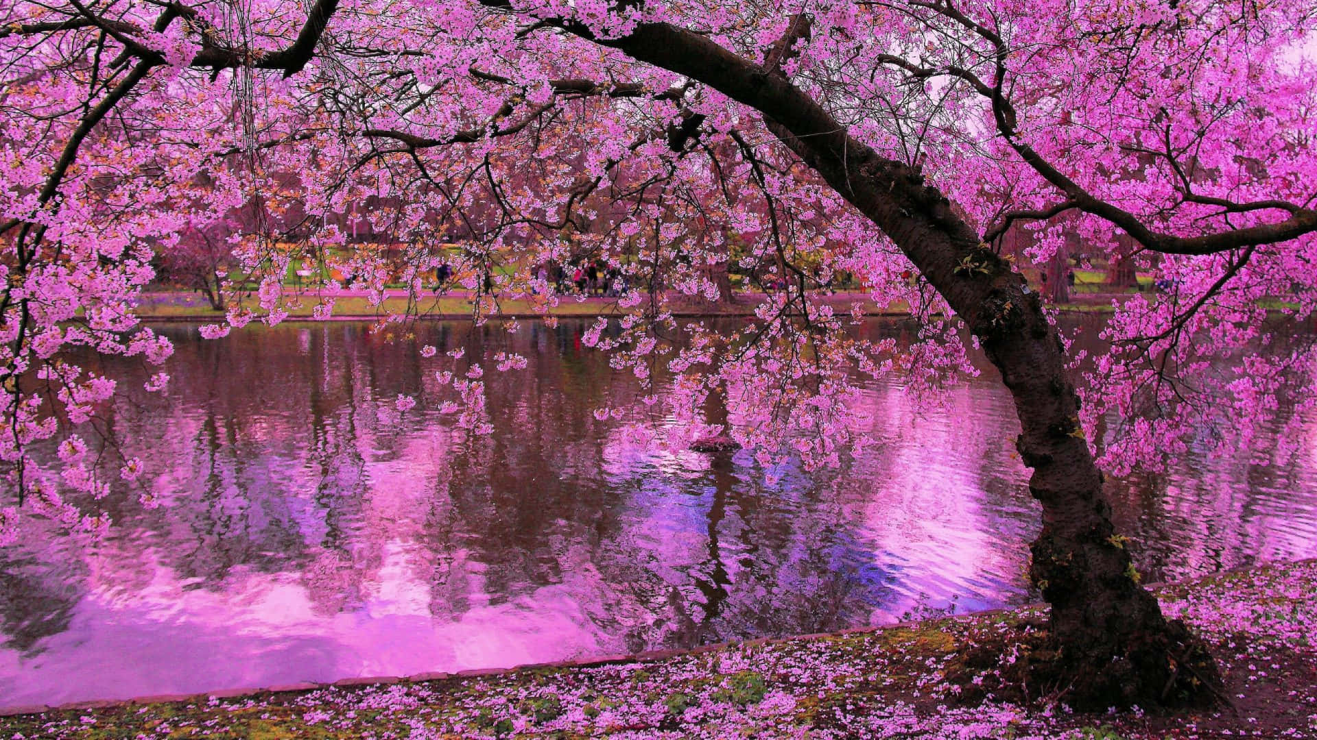 Cherry Blossom Tree 桌布 壁紙 — 一棵充滿活力的粉紅色櫻花樹拱起在平靜的池塘上，倒映著它的花朵和深色樹枝。