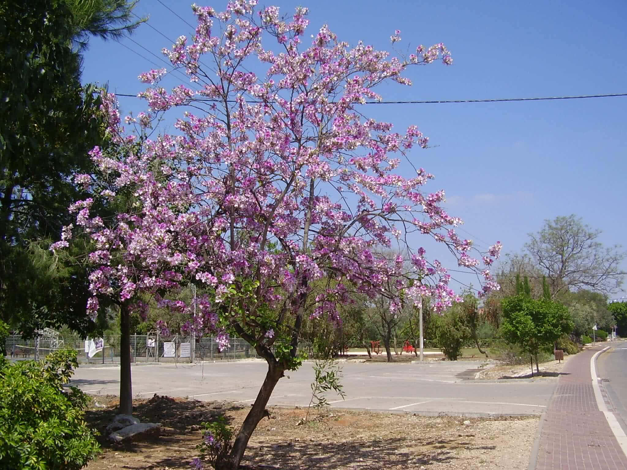 Flower Tree 桌布 壁紙 — 一棵充滿活力的粉紅色開花樹在晴朗的藍天下，在寧靜的街道旁盛開。