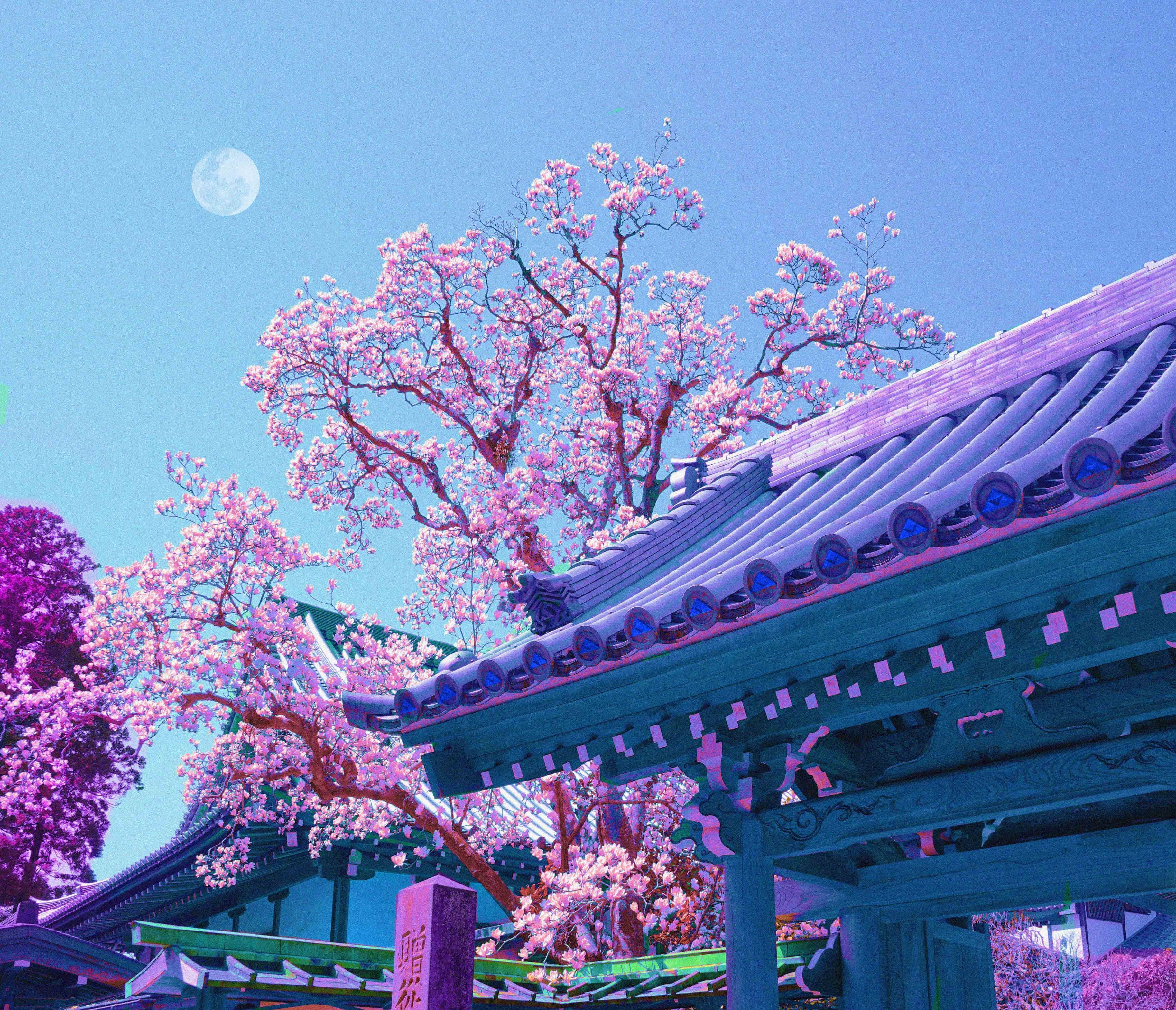 japanese sakura 桌布 壁紙 — 一棵充滿活力的紫粉色櫻花樹在晴朗的藍天和滿月下，在傳統日本寺廟屋頂旁邊盛開。