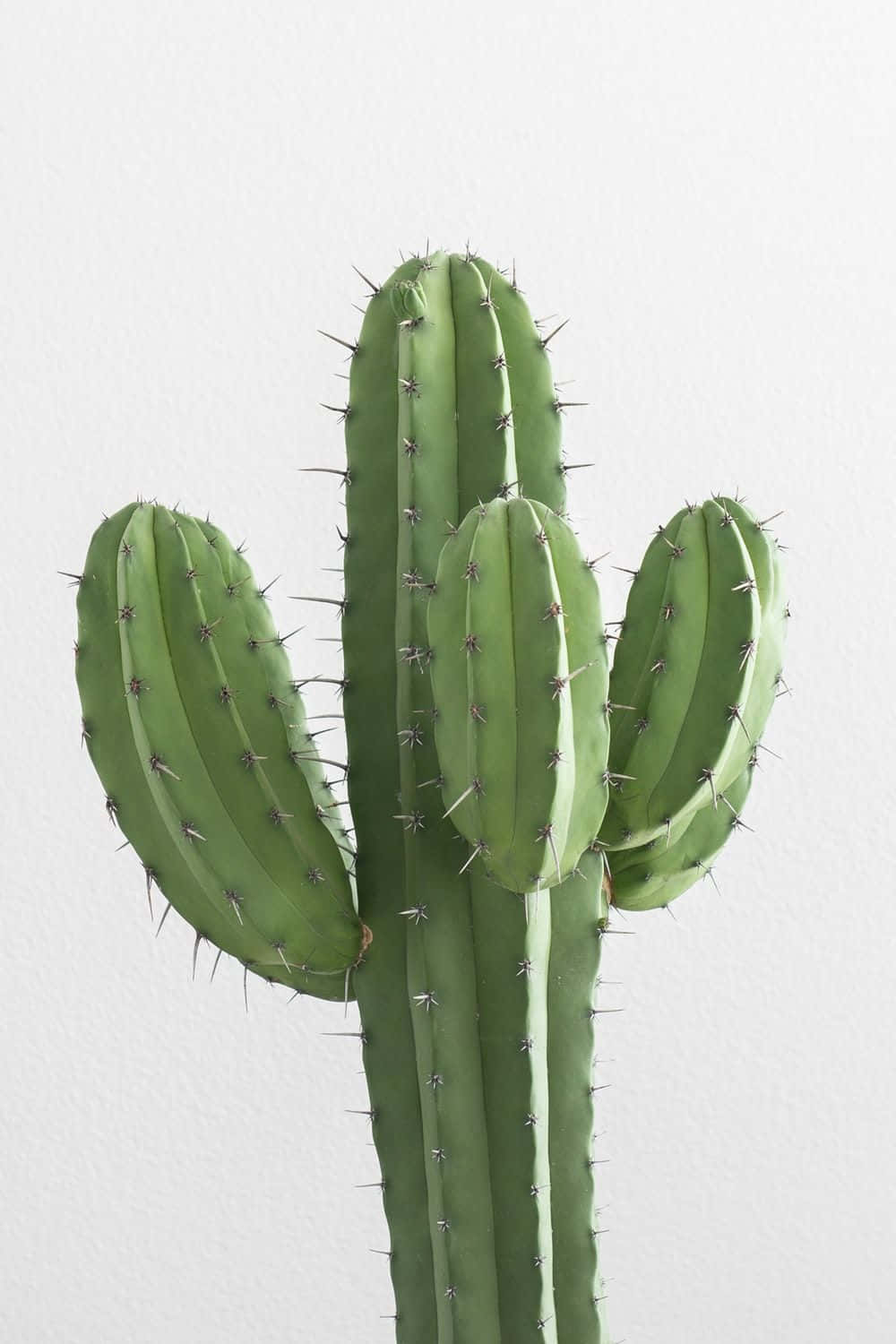 Kawaii Cactus 桌布 壁紙 — 一棵充滿活力的綠色仙人掌，帶有尖銳的刺，在極簡主義的攝影棚燈光下，高高聳立在潔白的牆壁前。