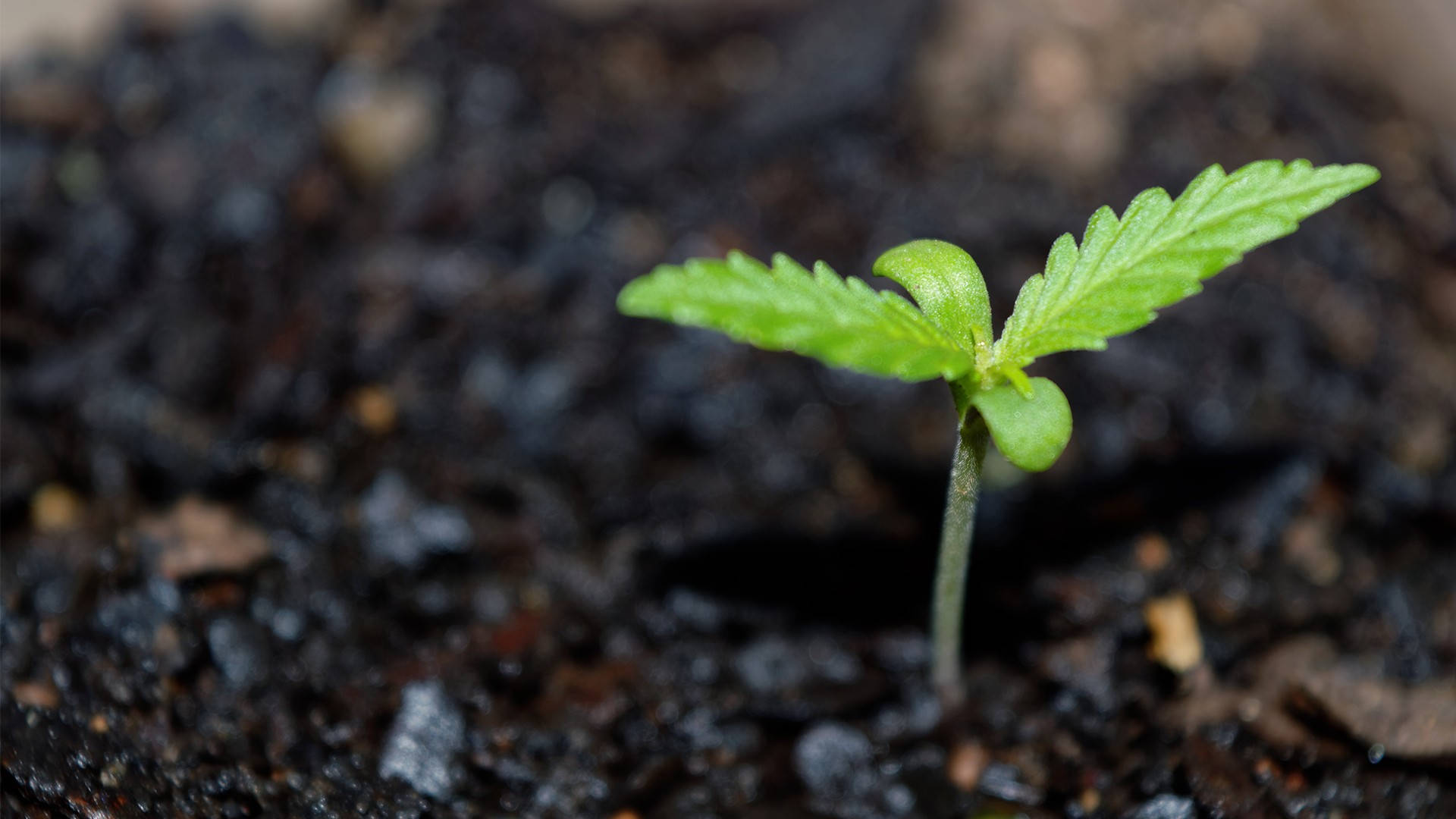 自然 桌布 壁紙 — 一棵充滿活力的綠色大麻幼苗從肥沃的深色土壤中冒出，特寫微距拍攝。
