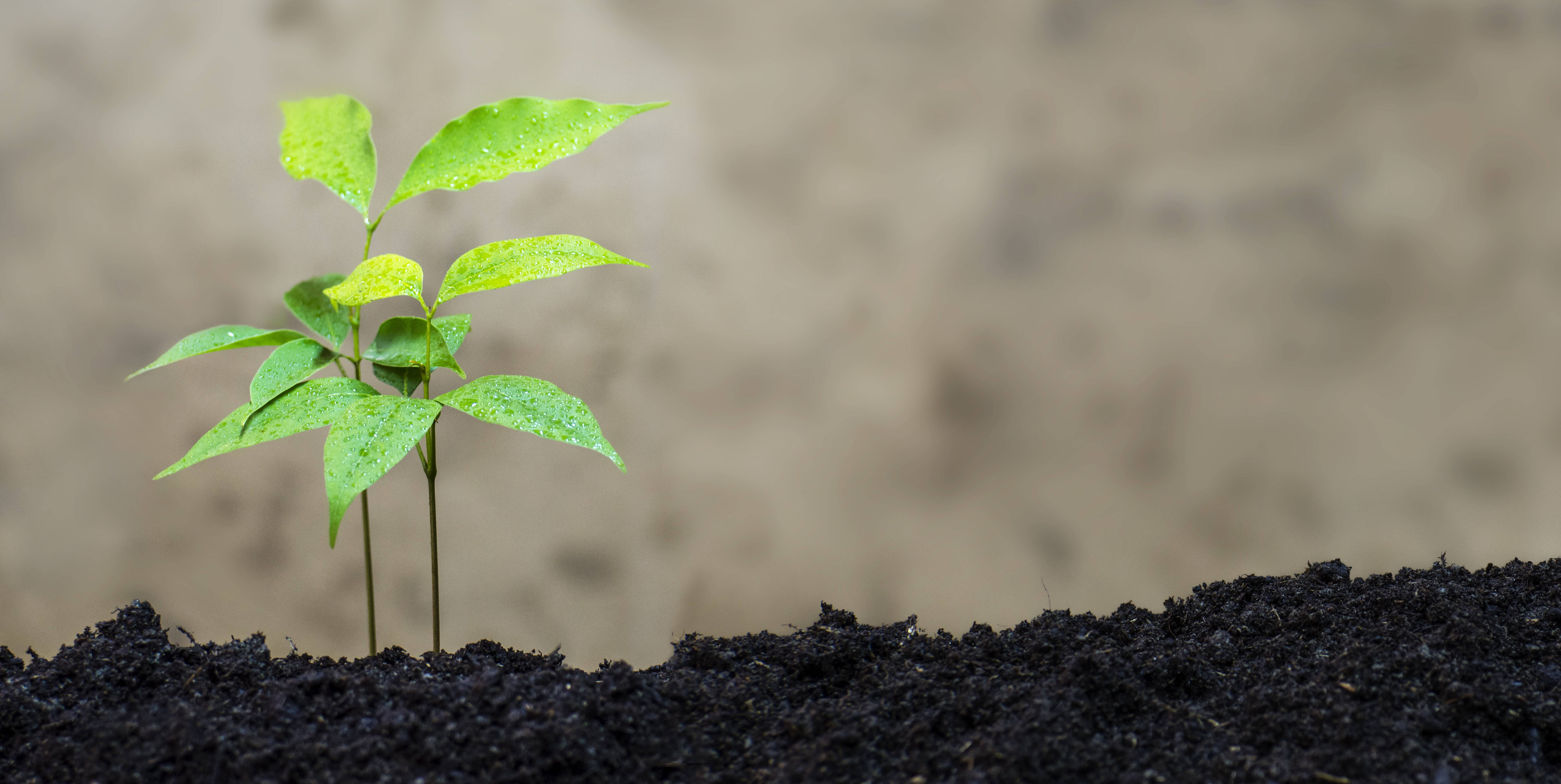 植物美學 桌布 壁紙 — 一棵充滿活力的綠色樹苗帶著露珠，從肥沃的深色土壤中冒出，背景是柔和模糊的泥土色調。