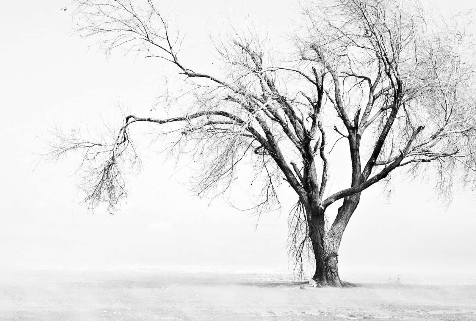 Winter Trees 桌布 壁紙 — 一棵光禿禿的孤樹，枝椏裸露，矗立在蒼白灰濛天空下的雪地中。