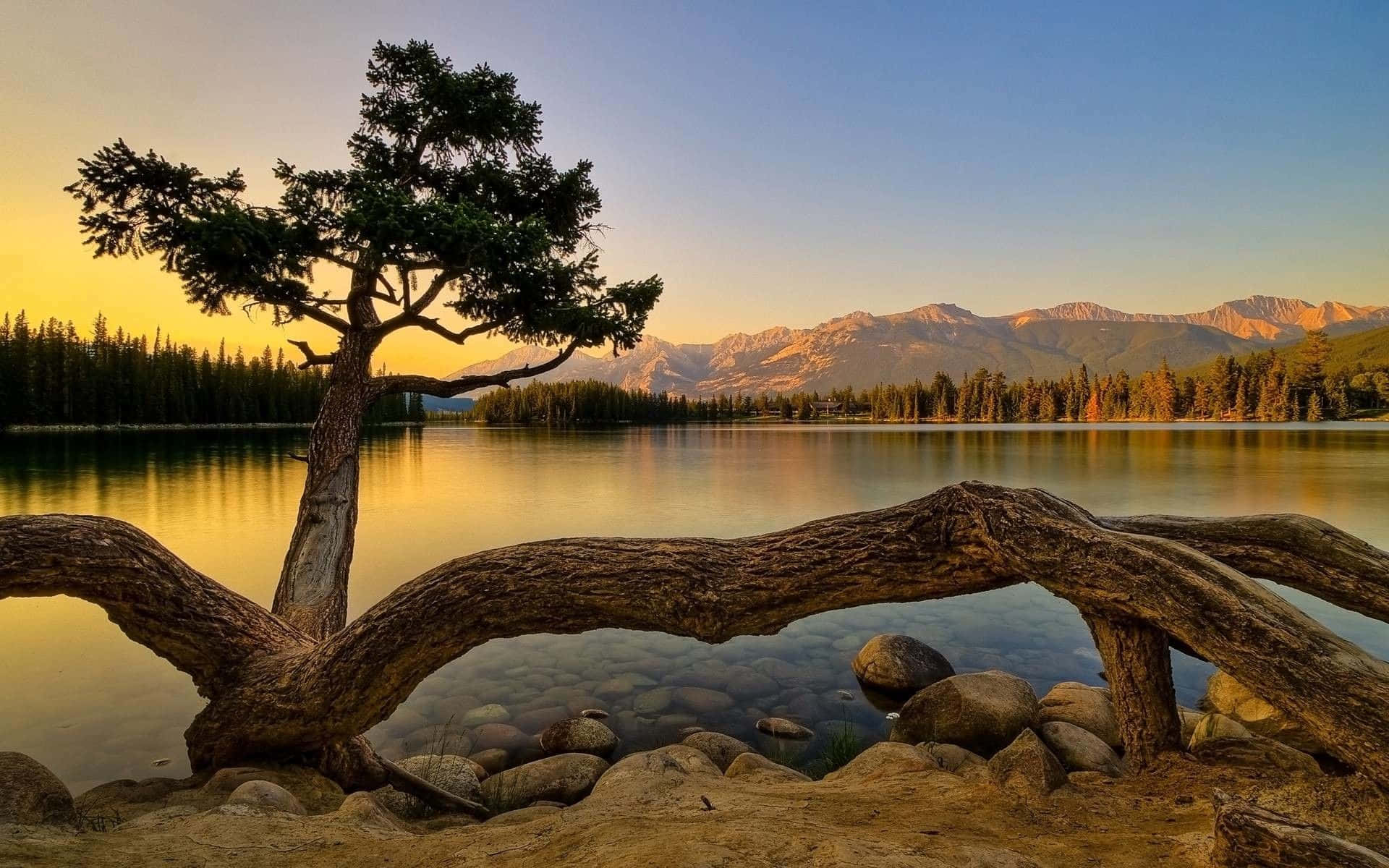 Soothing 桌布 壁紙 — 一棵孤樹佇立在日落時分的平靜湖邊，背景是山巒，前景有一根倒下的樹幹作為框架。