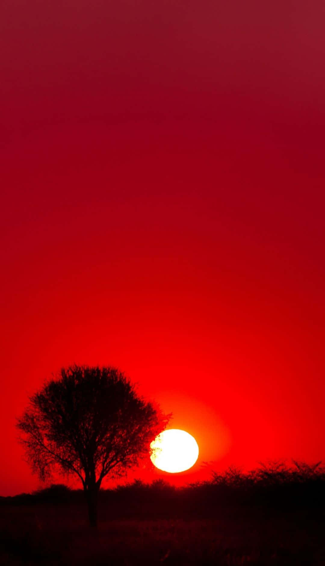 Red Sunset 桌布 壁紙 — 一棵孤樹剪影映襯著火紅的日落，地平線附近有一顆發光的太陽。