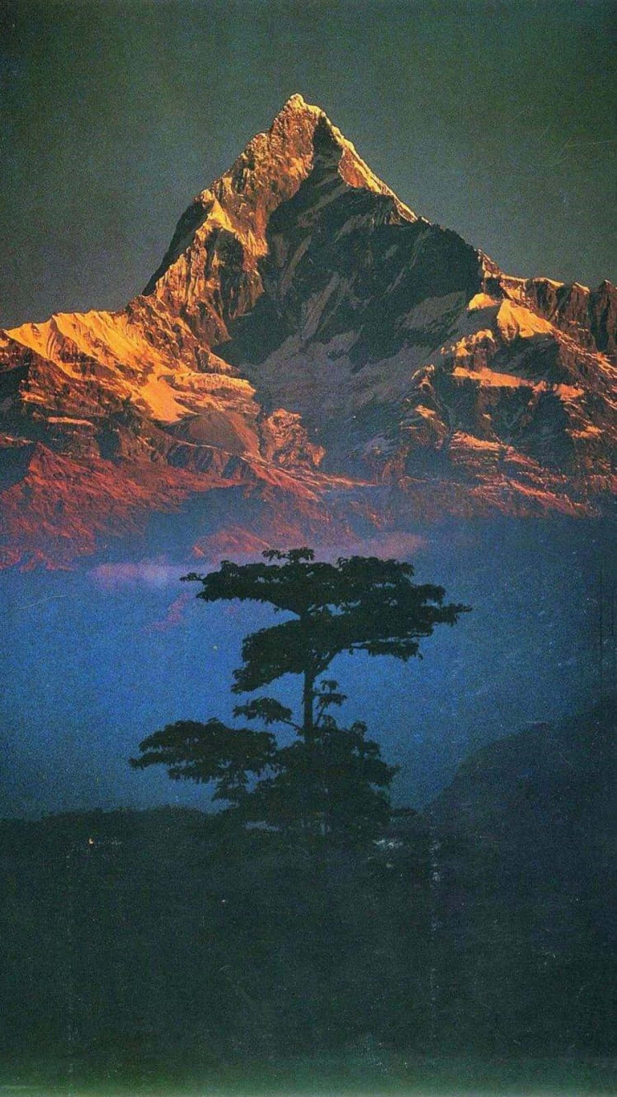 主螢幕 桌布 壁紙 — 一棵孤樹在雄偉的雪山襯托下形成剪影，雪山閃耀著金色的日出光芒。