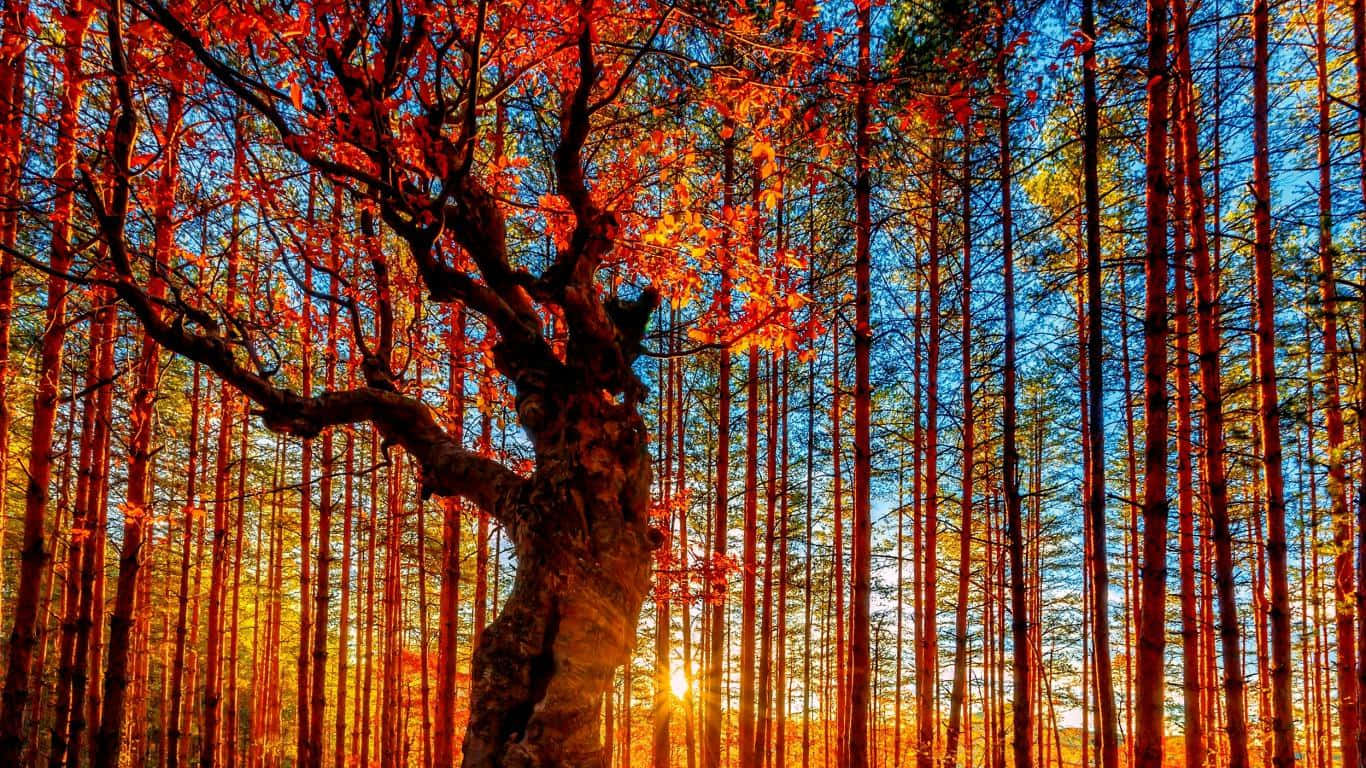 Fall Trees 桌布 壁紙 — 一棵孤樹帶著火紅的樹葉，在日落時分的森林中高聳，周圍是纖細的樹幹，映襯著鮮豔的藍天。