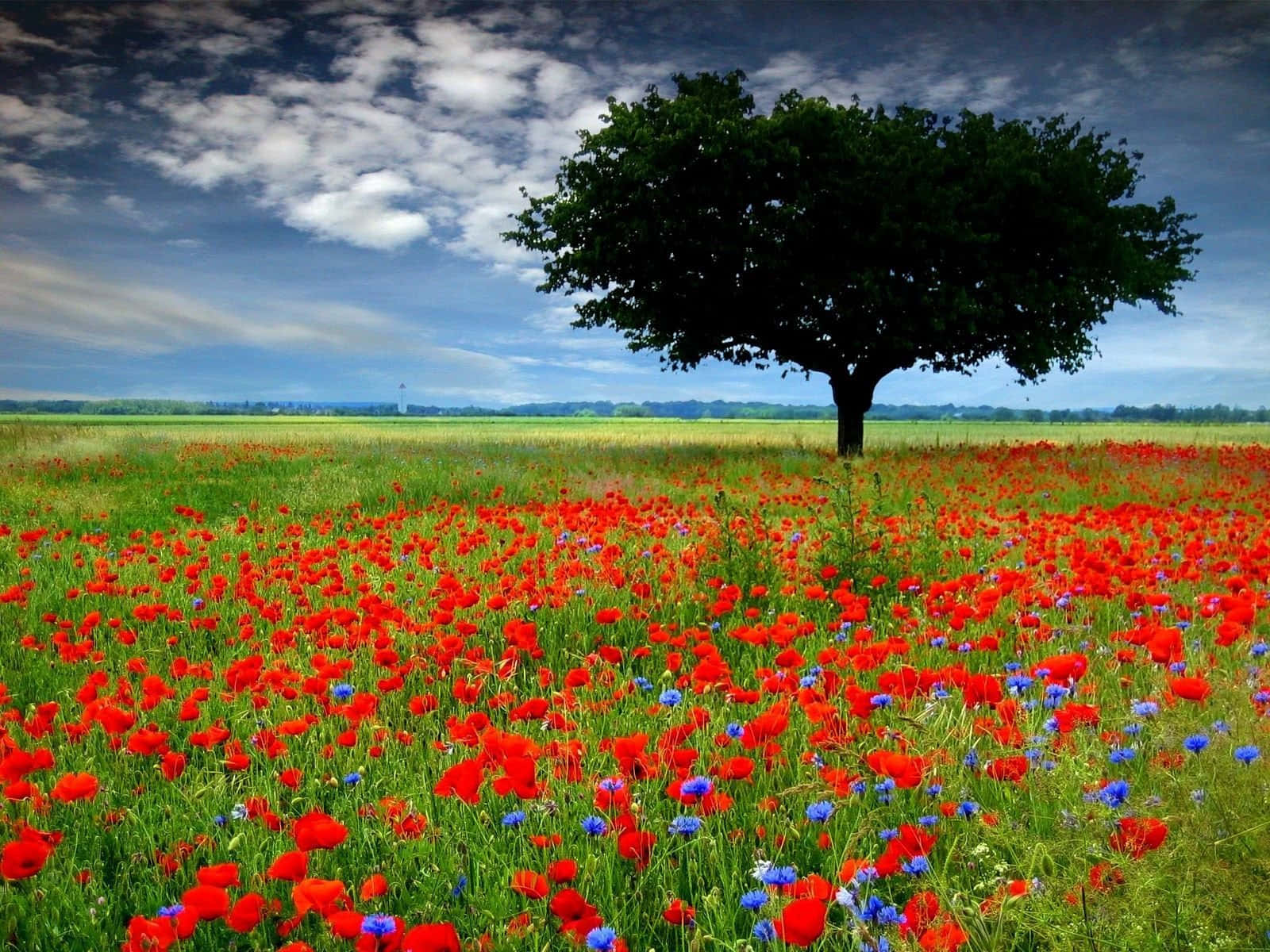 Poppy Field 桌布 壁紙 — 一棵孤樹矗立在充滿活力的紅色罌粟花和藍色矢車菊花田中，天空戲劇性地佈滿雲層。