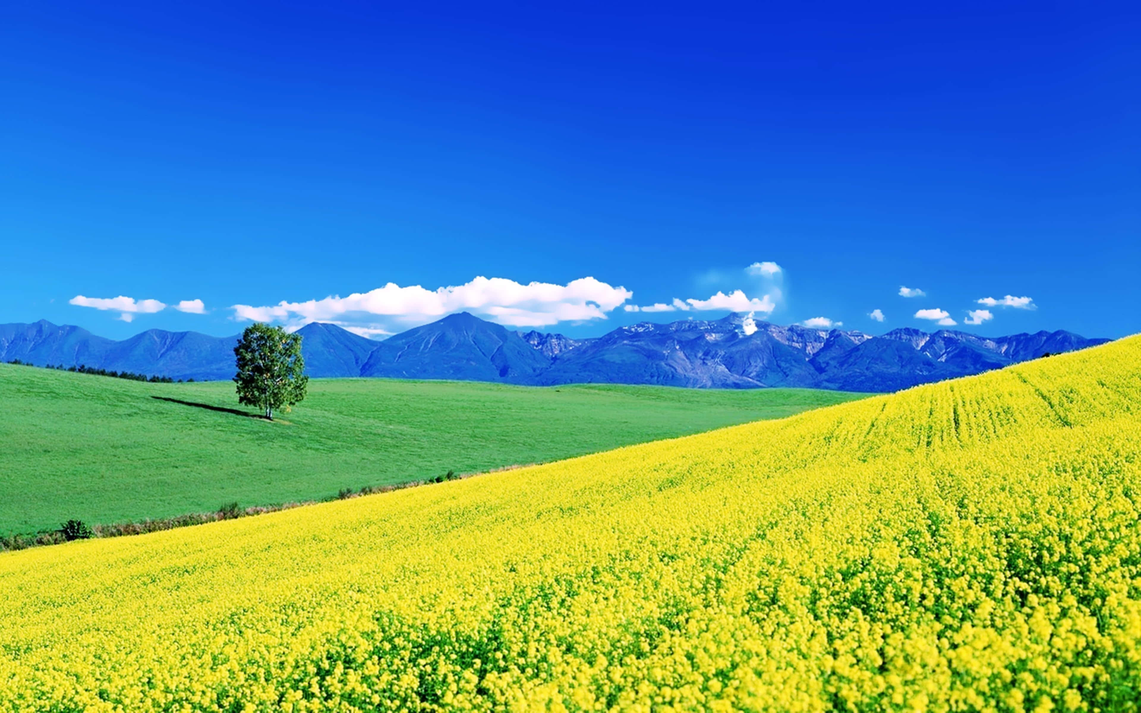 Spring Fields 桌布 壁紙 — 一棵孤樹矗立在充滿活力的綠色田野中，旁邊是金色的油菜花斜坡，上方是清澈的藍天，遠處有積雪的山峰。