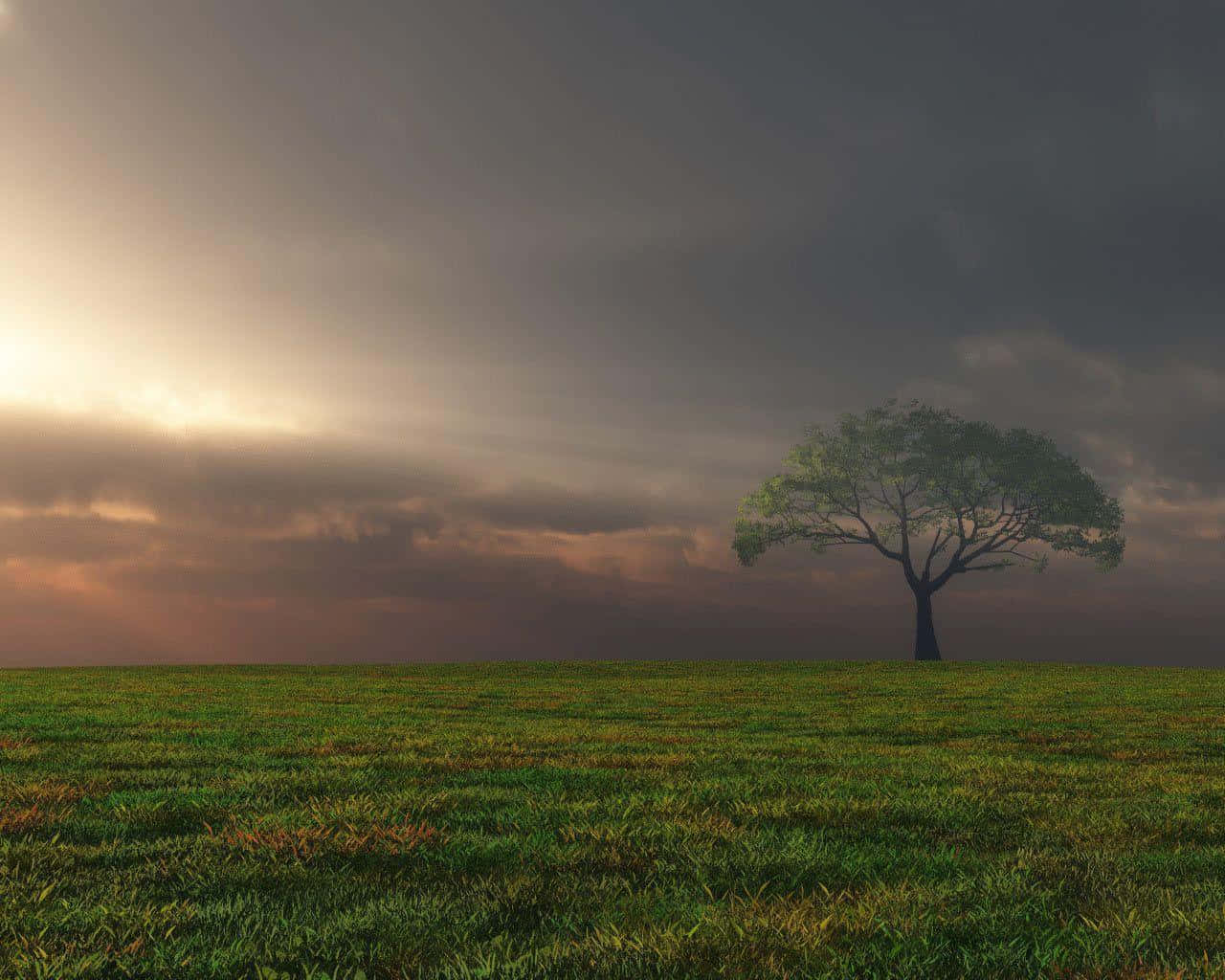 天氣 桌布 壁紙 — 一棵孤樹矗立在廣闊的綠色田野中，天空佈滿金色和灰色的雲彩，呈現出戲劇性的黃昏景象。