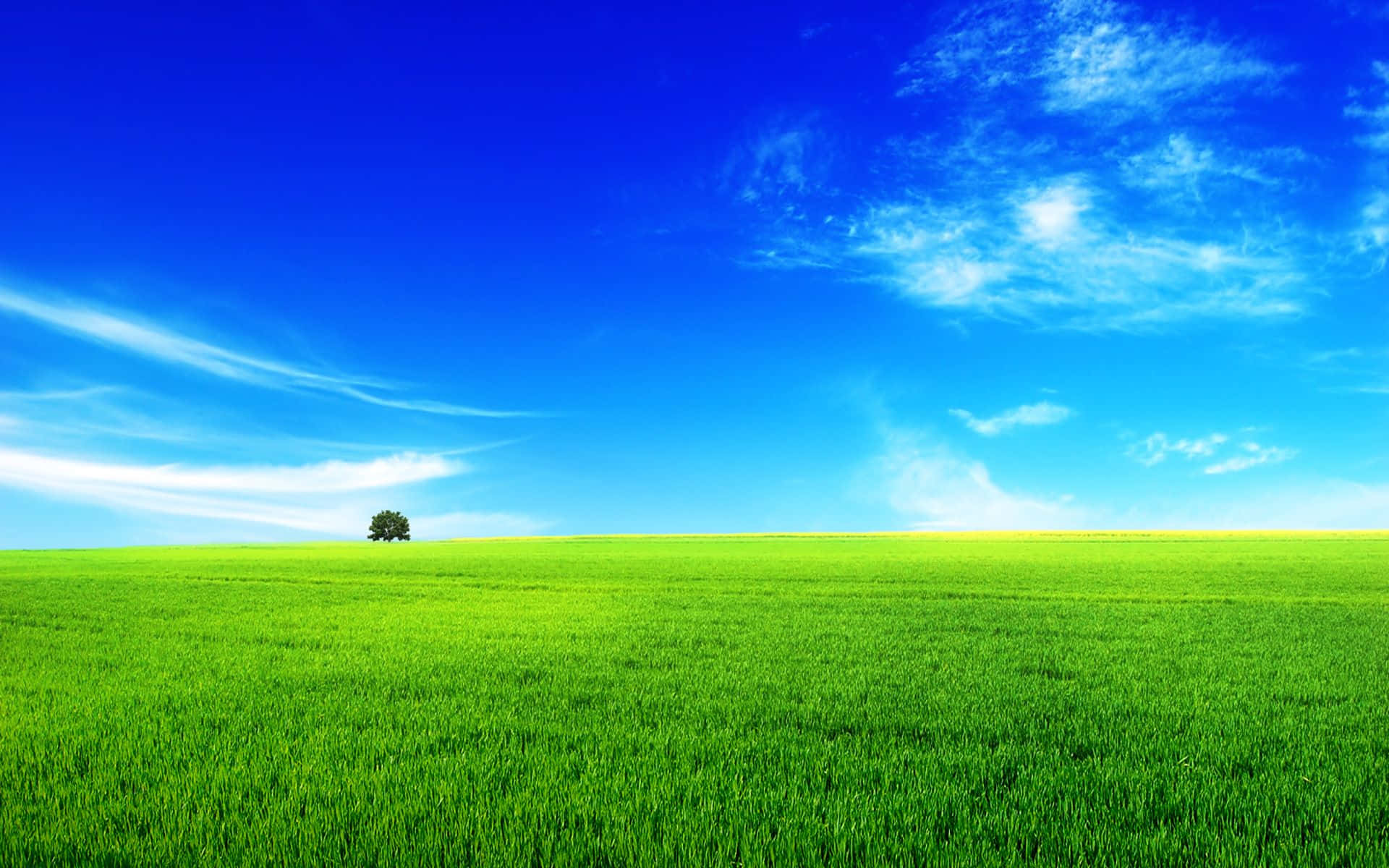 Summer Landscape 桌布 壁紙 — 一棵孤樹矗立在廣闊的綠色田野中央，上方是帶有縷縷白雲的明亮藍天。