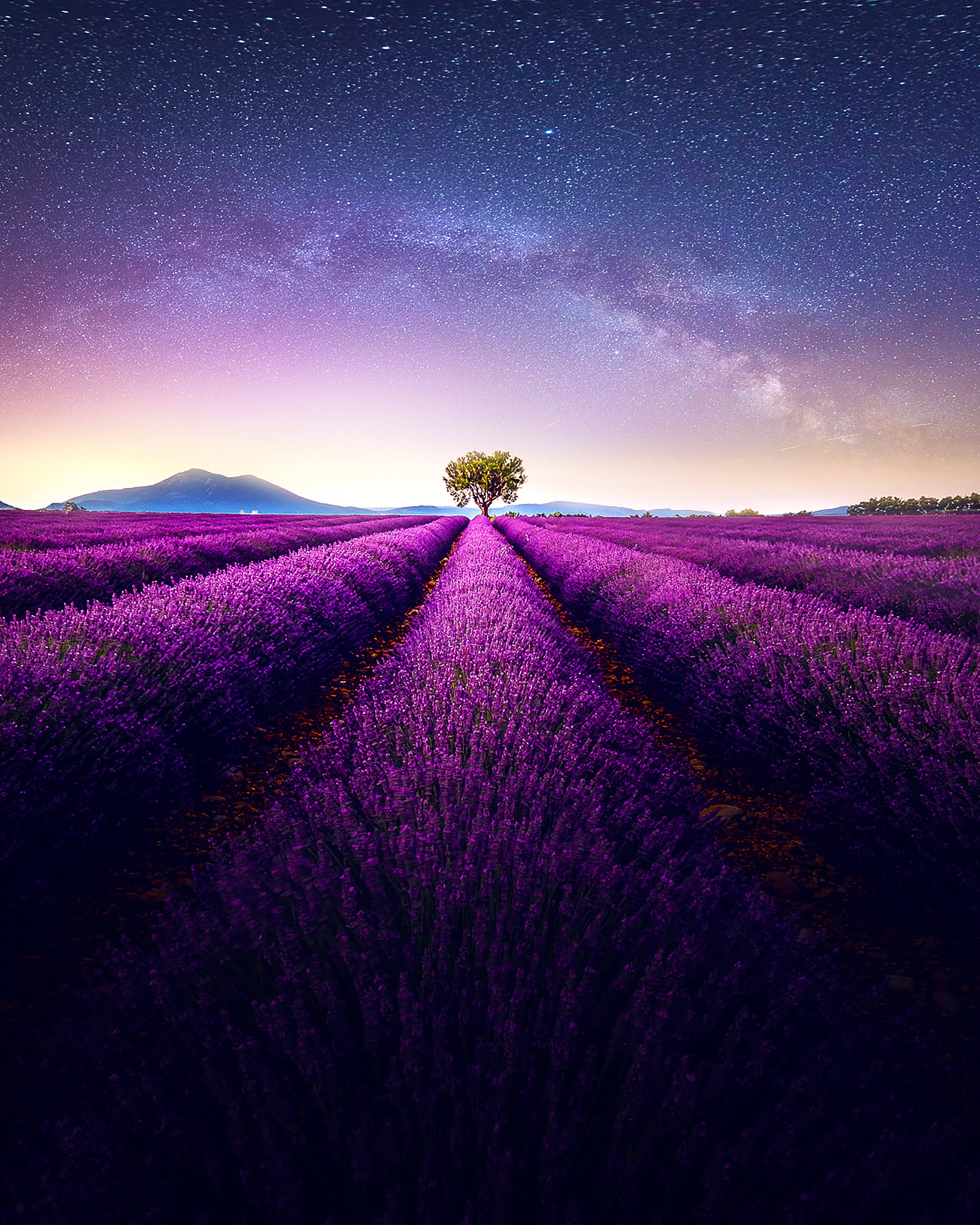 薰衣草 桌布 壁紙 — 一棵孤樹矗立在廣闊的薰衣草田中央，上方是星光燦爛的紫色天空，銀河拱跨天際。