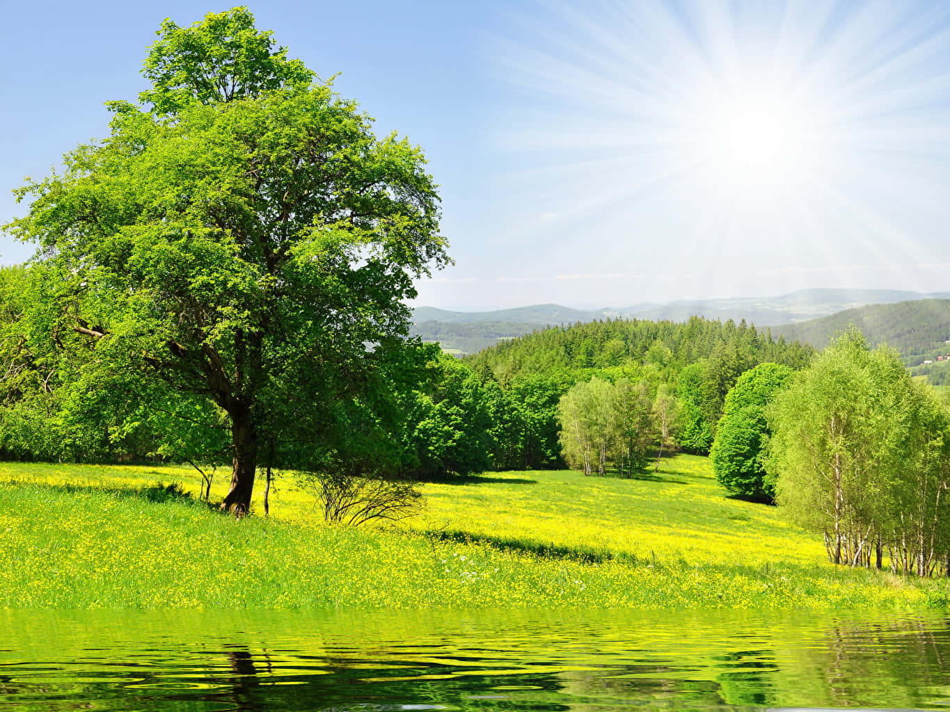 Nature Scenery 桌布 壁紙 — 一棵孤樹矗立在陽光明媚、開滿黃色花朵的草地上，它的倒影在平靜的水面上閃爍，映襯著明亮的藍天。