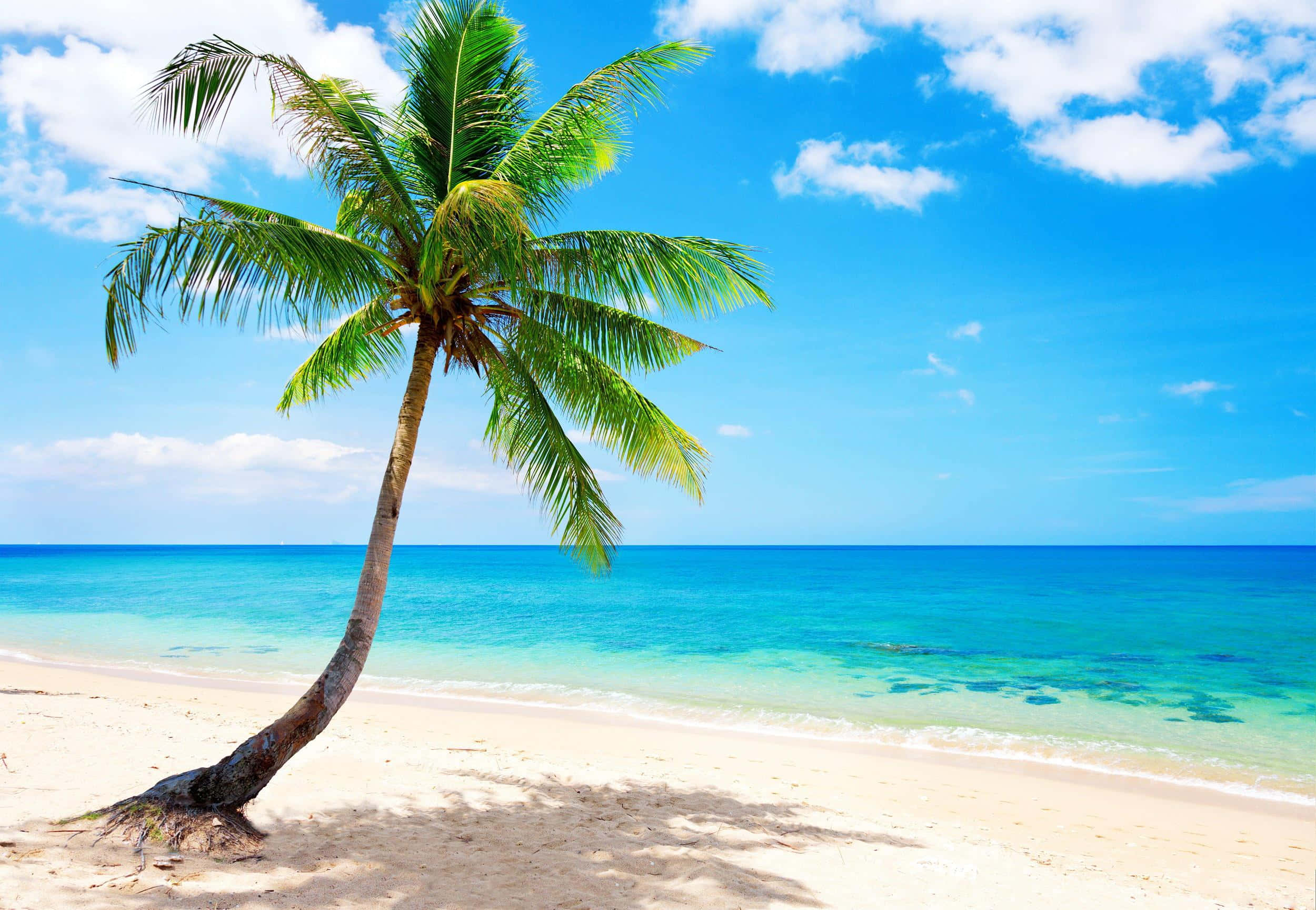 Beach Palm Trees 桌布 壁紙 — 一棵孤獨傾斜的棕櫚樹矗立在純淨的白色沙灘上，伴隨著碧綠色的海洋和明亮的藍天。