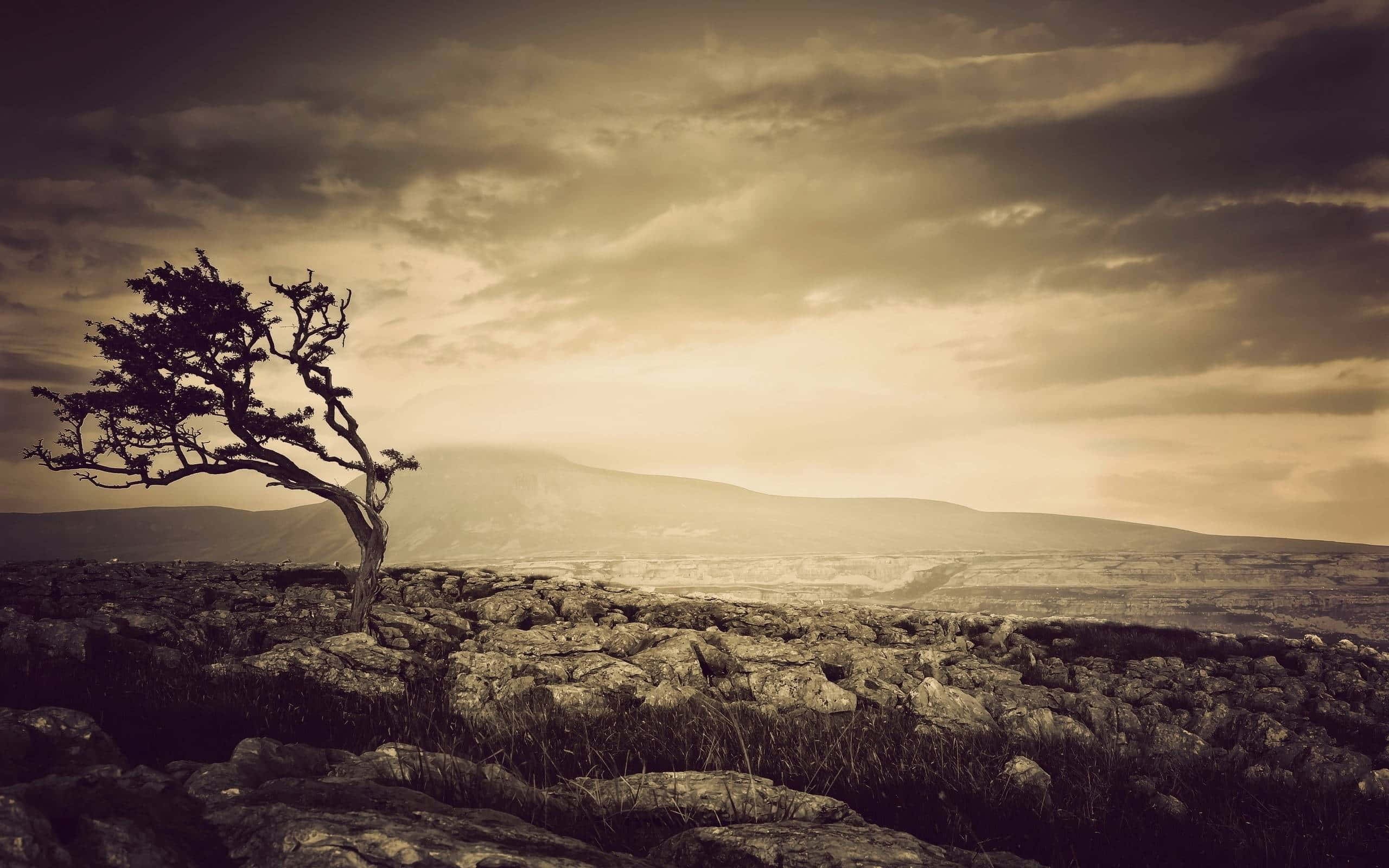 Sepia 桌布 壁紙 — 一棵孤獨扭曲的樹在岩石山坡上堅韌地矗立，背景是戲劇性的棕褐色天空和遠山。