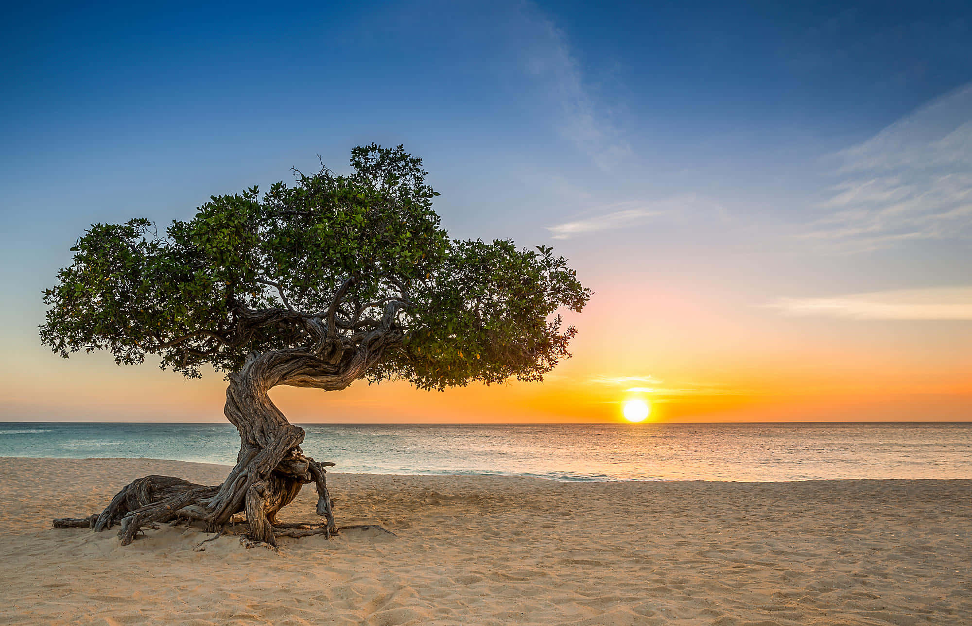 Aruba 桌布 壁紙 — 一棵孤獨的彎曲樹木，長滿茂盛的綠葉，矗立在沙灘上，夕陽在海洋上空呈現鮮豔的橙色和藍色調。
