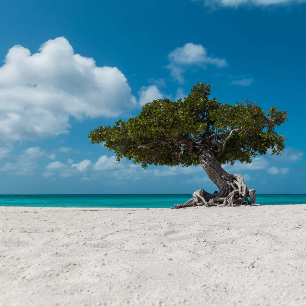 Aruba 桌布 壁紙 — 一棵孤獨的彎曲樹木，長滿茂盛的綠葉，矗立在白色沙灘上，旁邊是碧綠色的海洋，上方是明亮的藍天和蓬鬆的白雲。