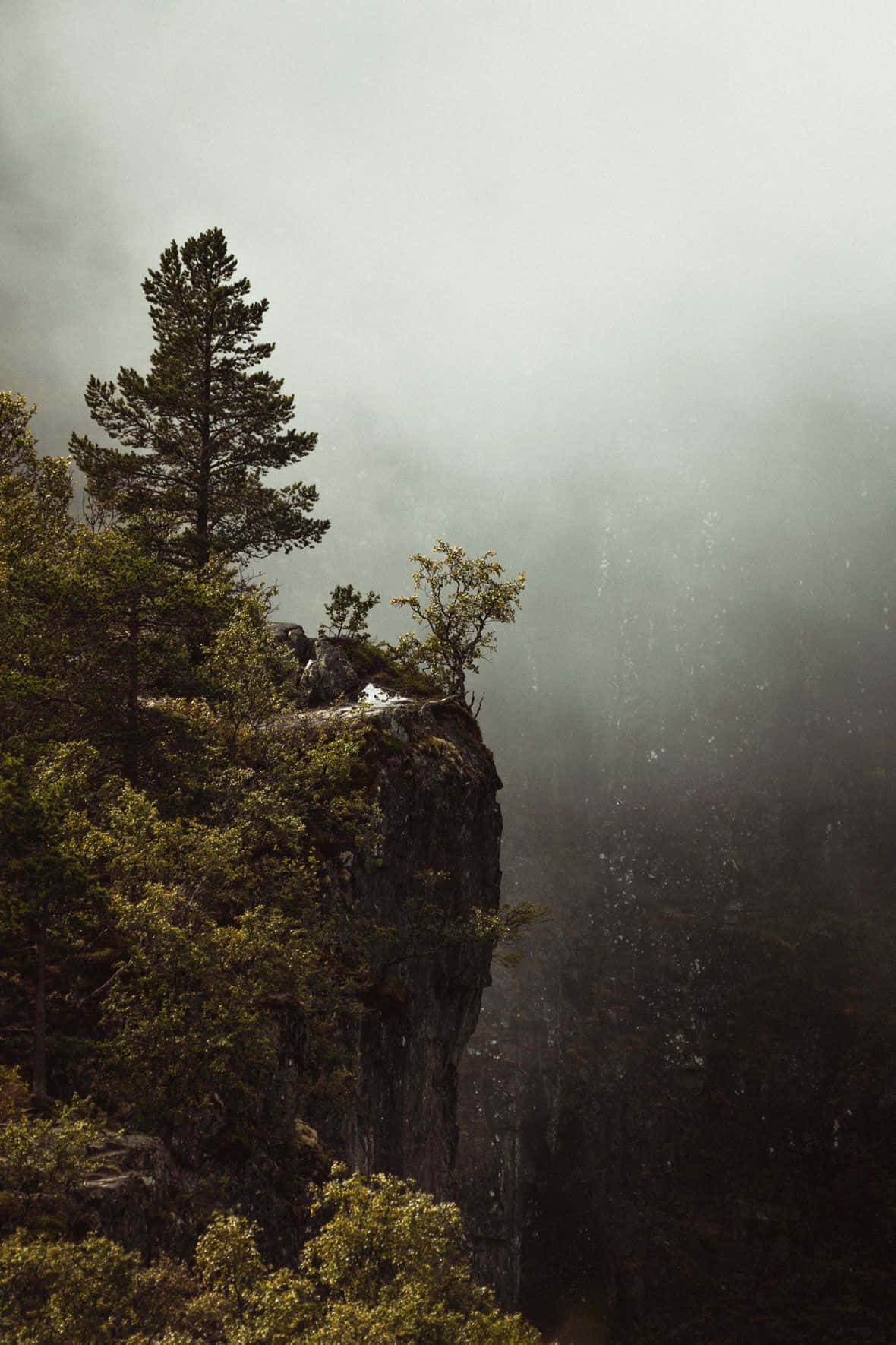 Minimalist Camping 桌布 壁紙 — 一棵孤獨的松樹緊貼在霧氣瀰漫的懸崖邊緣，俯瞰下方深邃陰暗的山谷。