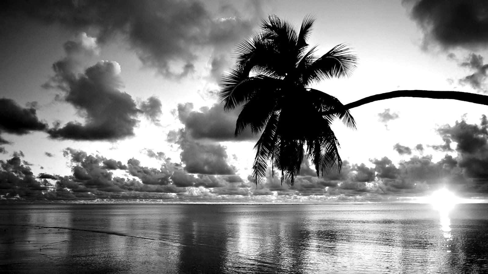 Black And White Beach 桌布 壁紙 — 一棵孤獨的棕櫚樹在日落時分，以戲劇性的多雲天空為背景，在平靜的海面上形成剪影。