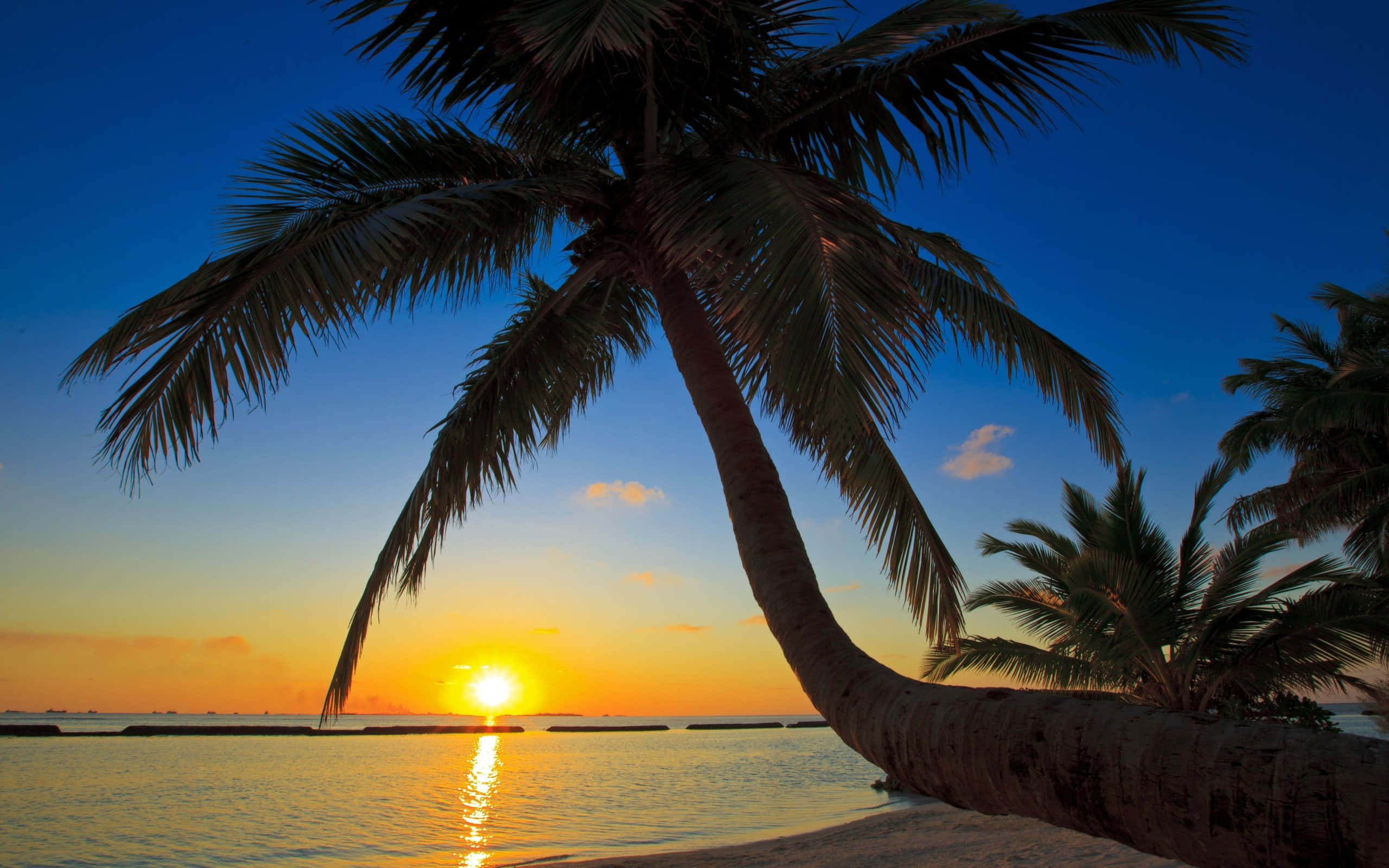Beach Palm Trees 桌布 壁紙 — 一棵孤獨的棕櫚樹在橙藍漸變的天空下，夕陽西沉時，斜倚在平靜的水面上。