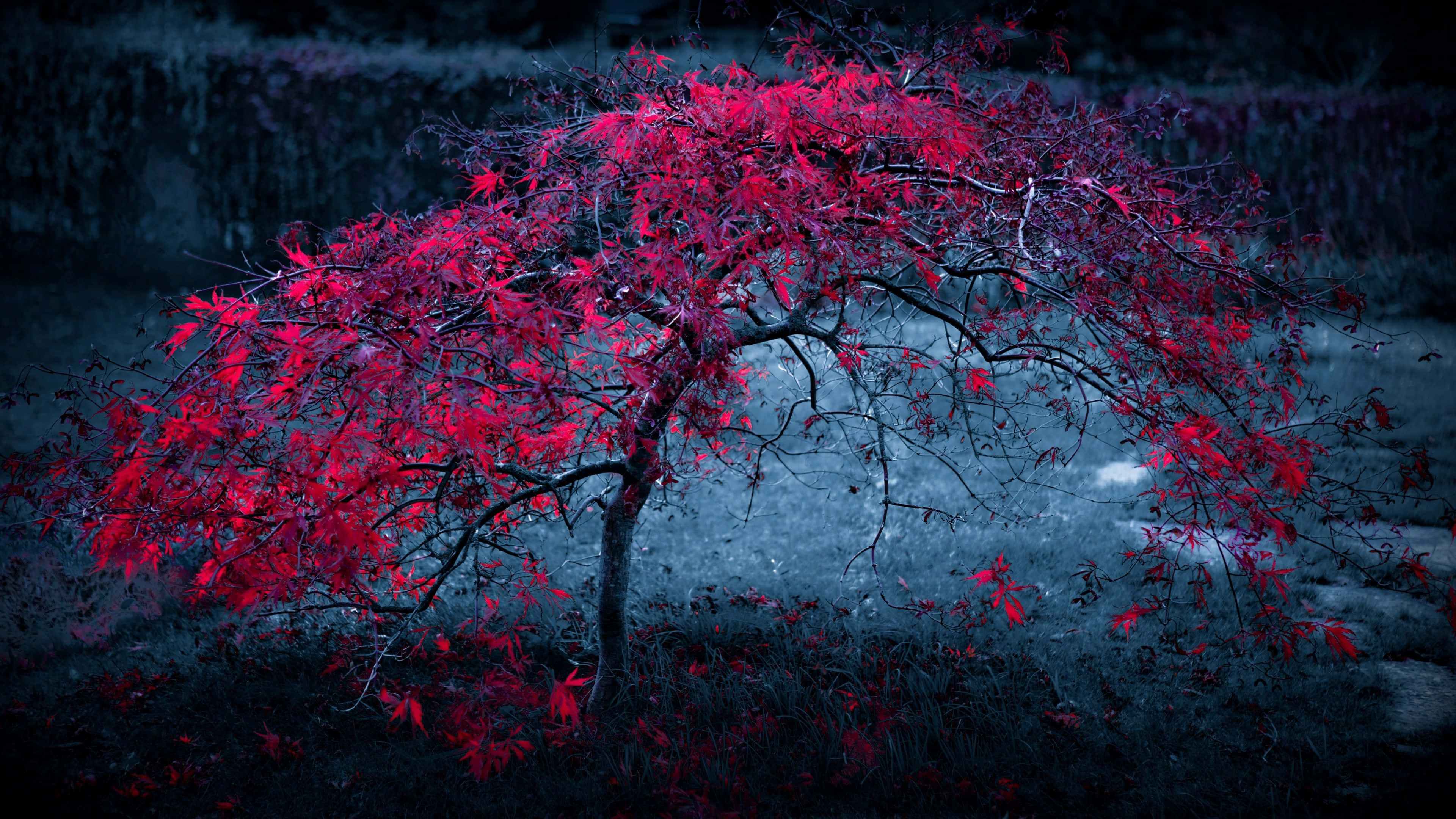 4K Display 桌布 壁紙 — 一棵孤獨的樹，帶有鮮豔的深紅色葉子，矗立在陰鬱的藍灰色霧氣背景前。