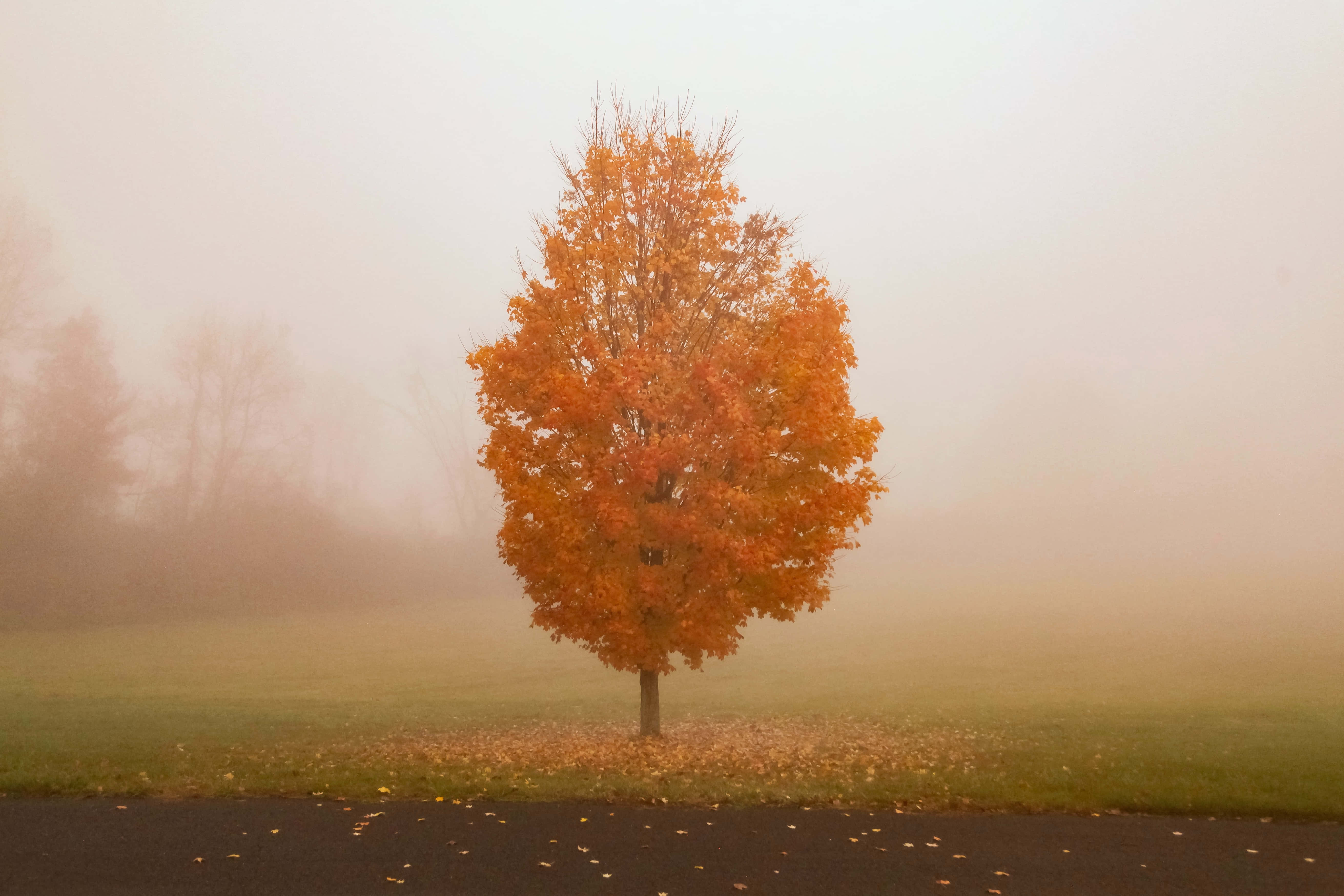 Fall Fog 桌布 壁紙 — 一棵孤獨的樹，樹葉如火般的橙色，佇立在黎明時分霧氣瀰漫的田野中，周圍散落著落葉和一條寧靜的道路。