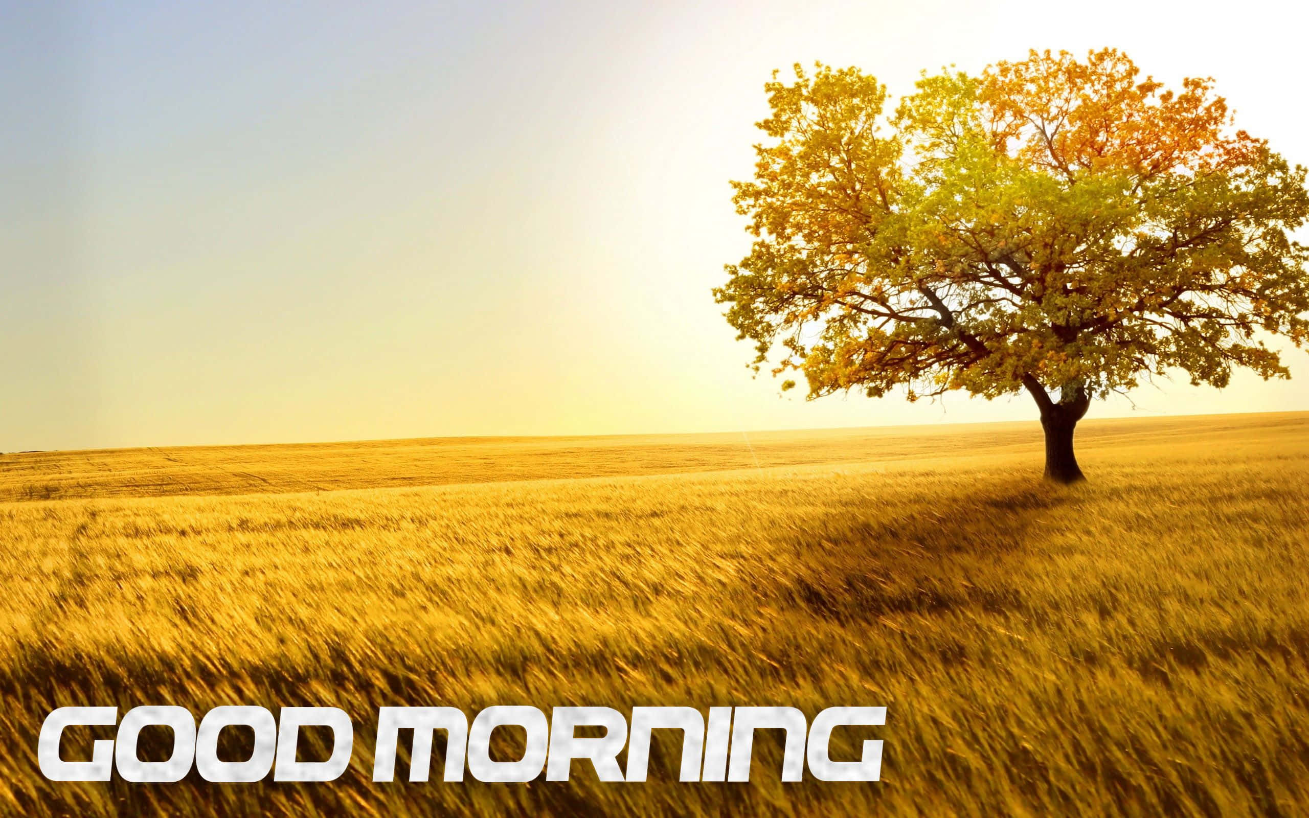 Good Morning 桌布 壁紙 — 一棵孤獨的樹，樹葉金黃，矗立在廣闊的麥田裡，沐浴在溫暖的日出光中。