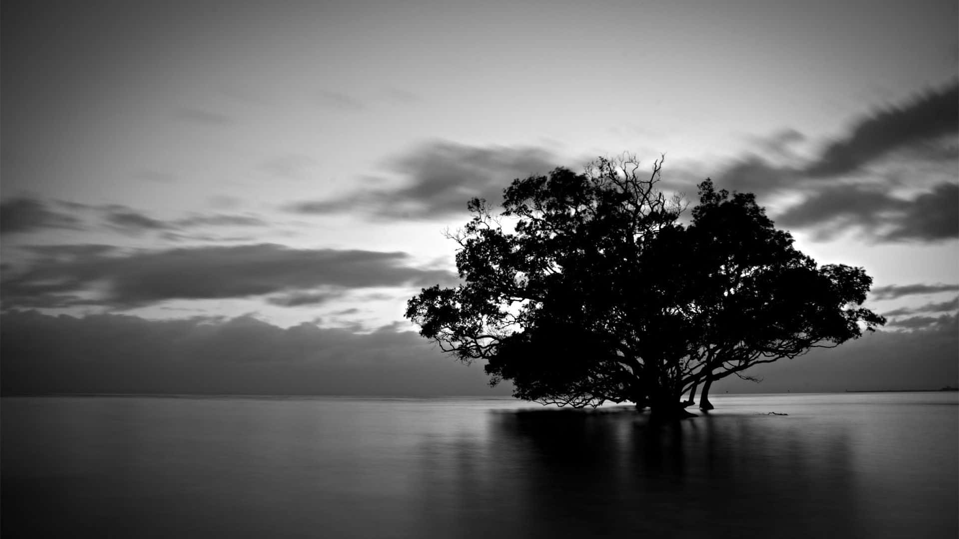 Black And White Landscape 桌布 壁紙 — 一棵孤獨的樹在平靜的水面上形成黑暗的剪影，背景是帶有柔和雲朵的憂鬱暮色天空。