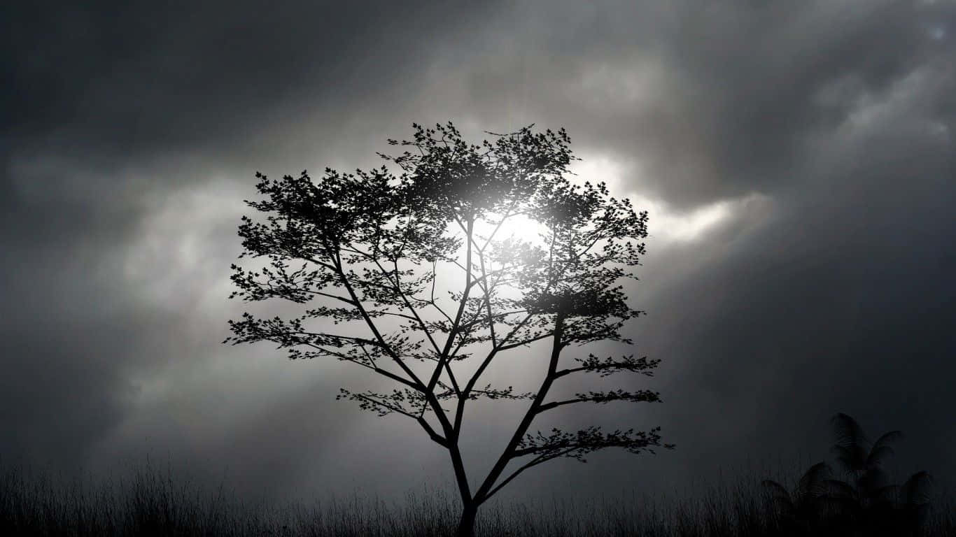 Black And White Tree 桌布 壁紙 — 一棵孤獨的樹在戲劇性的暴風雨天空下，陽光穿透烏雲，形成剪影。