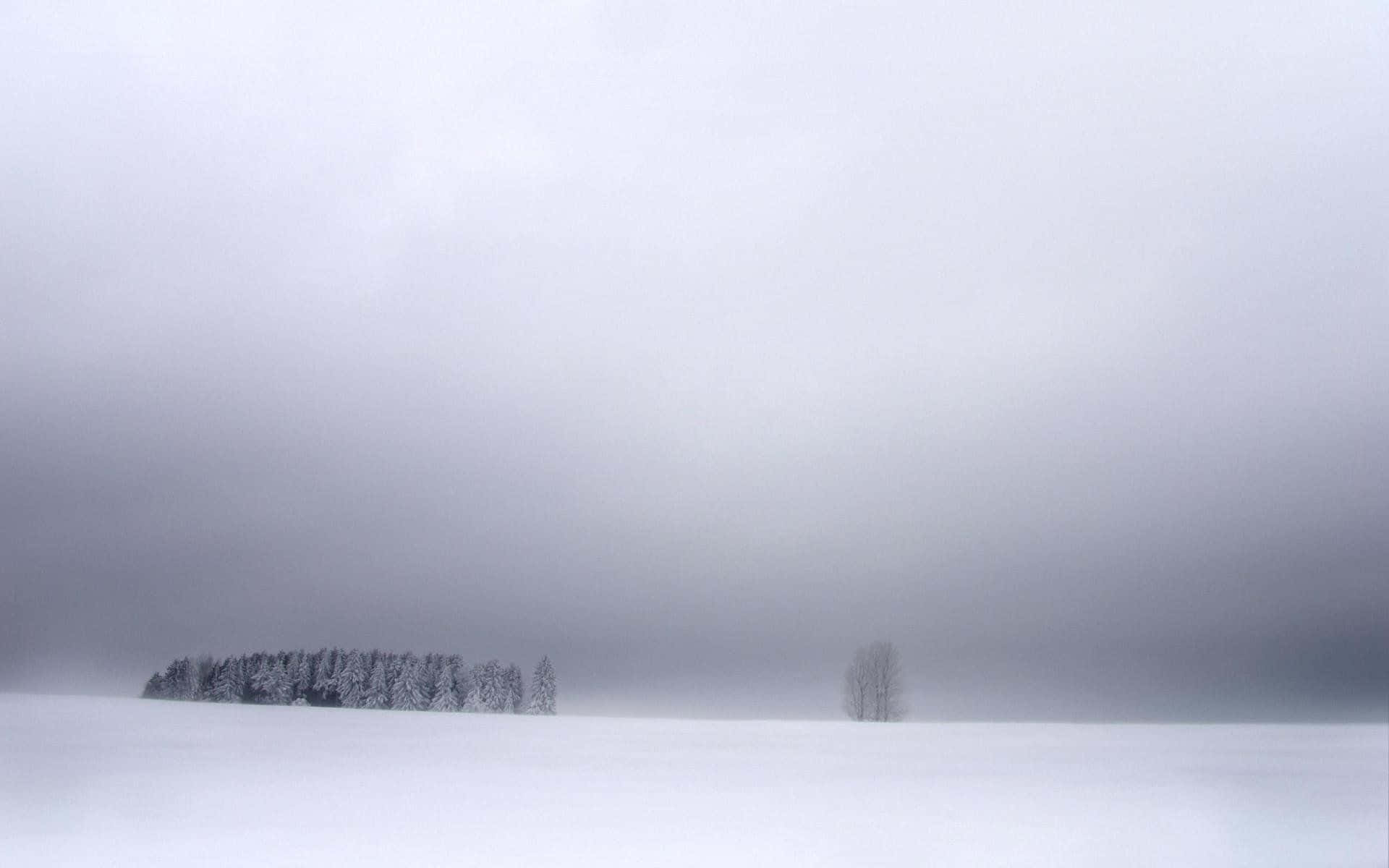 Snowstorm 桌布 壁紙 — 一棵孤獨的樹矗立在廣闊的雪地上，天空灰濛濛，遠處被雪覆蓋的森林在霧中幾乎看不見。