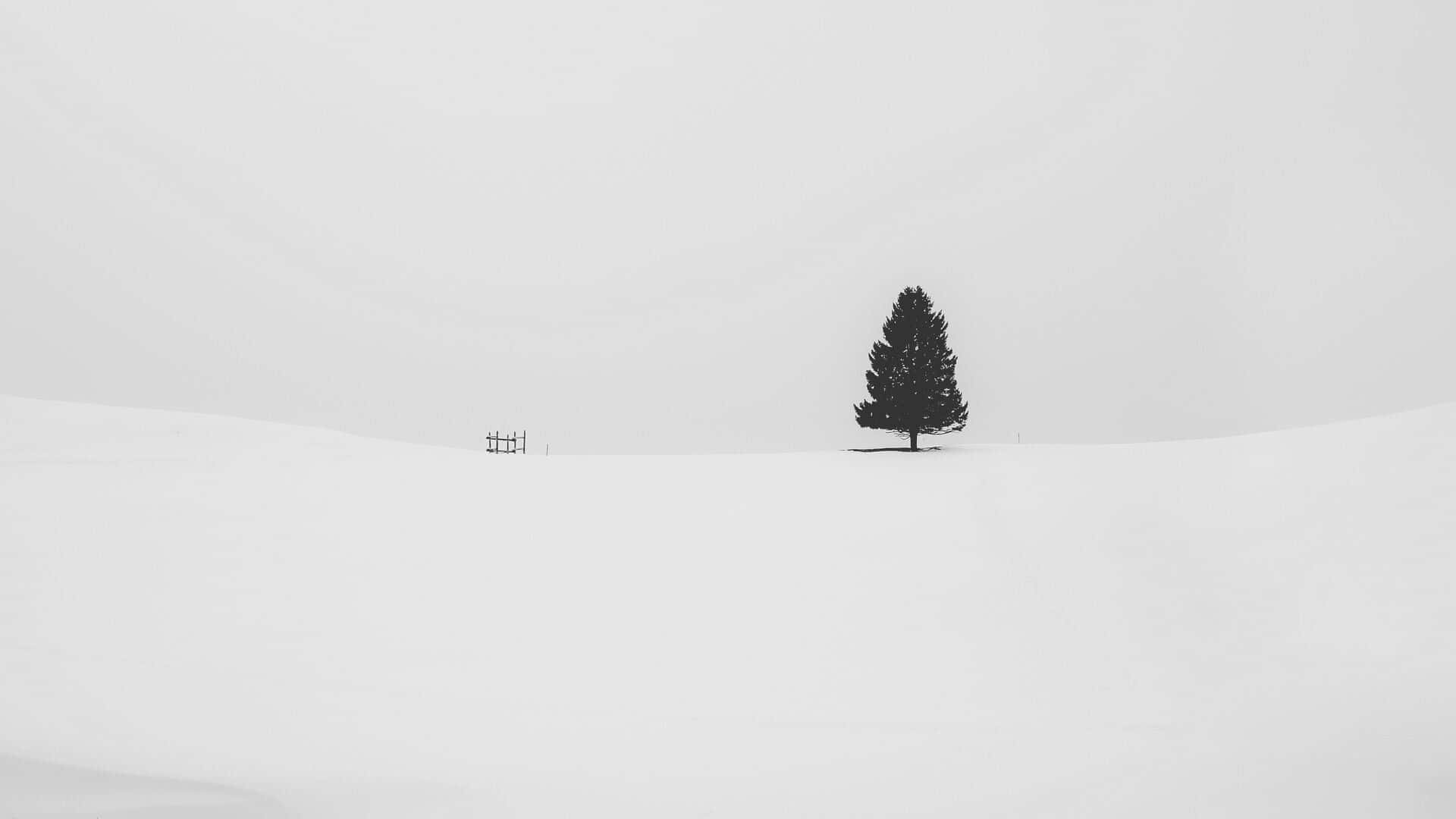 Beautiful Black And White 桌布 壁紙 — 一棵孤獨的深色松樹獨自矗立在廣闊的雪地上，天空灰濛濛。