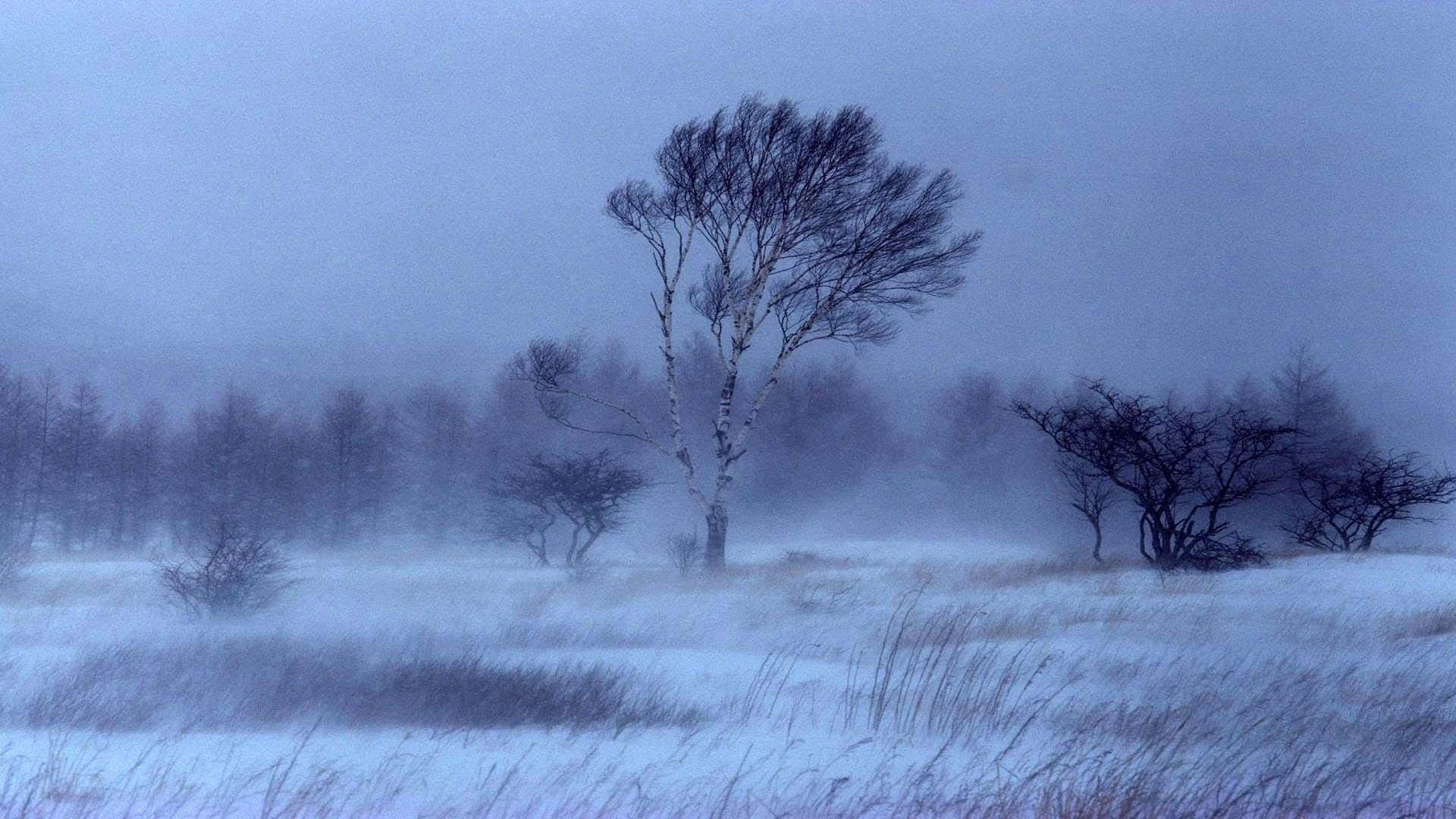 Snowstorm 桌布 壁紙 — 一棵孤獨的白樺樹在霧濛濛的灰色天空下，屹立於雪地中，風吹彎了它的枝條。