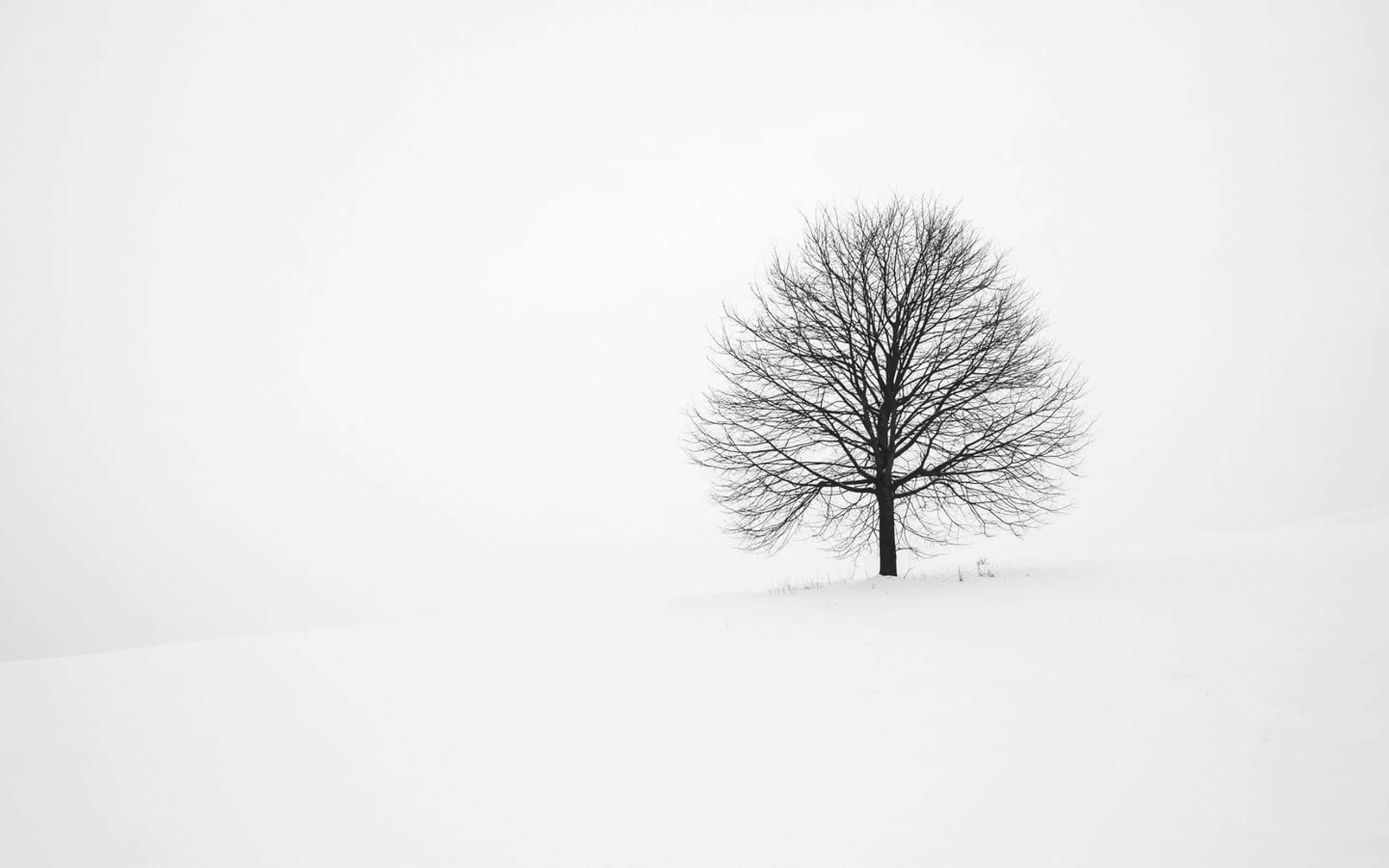 Beautiful Winter 桌布 壁紙 — 一棵孤獨的禿樹在陰沉的冬日天空下，在一片廣闊的雪地上顯得格外突出。