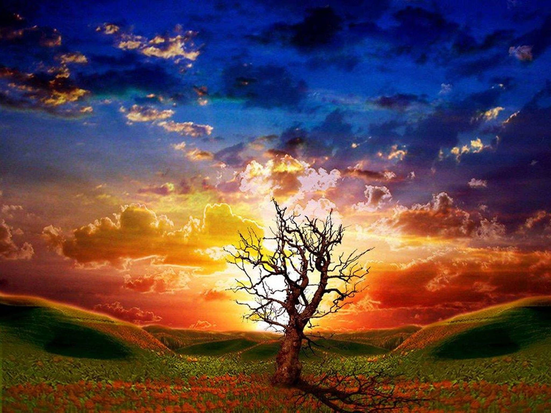 Painting 桌布 壁紙 — 一棵孤獨的禿樹矗立在紅花田野中，背景是帶有火燒雲的戲劇性日落天空。