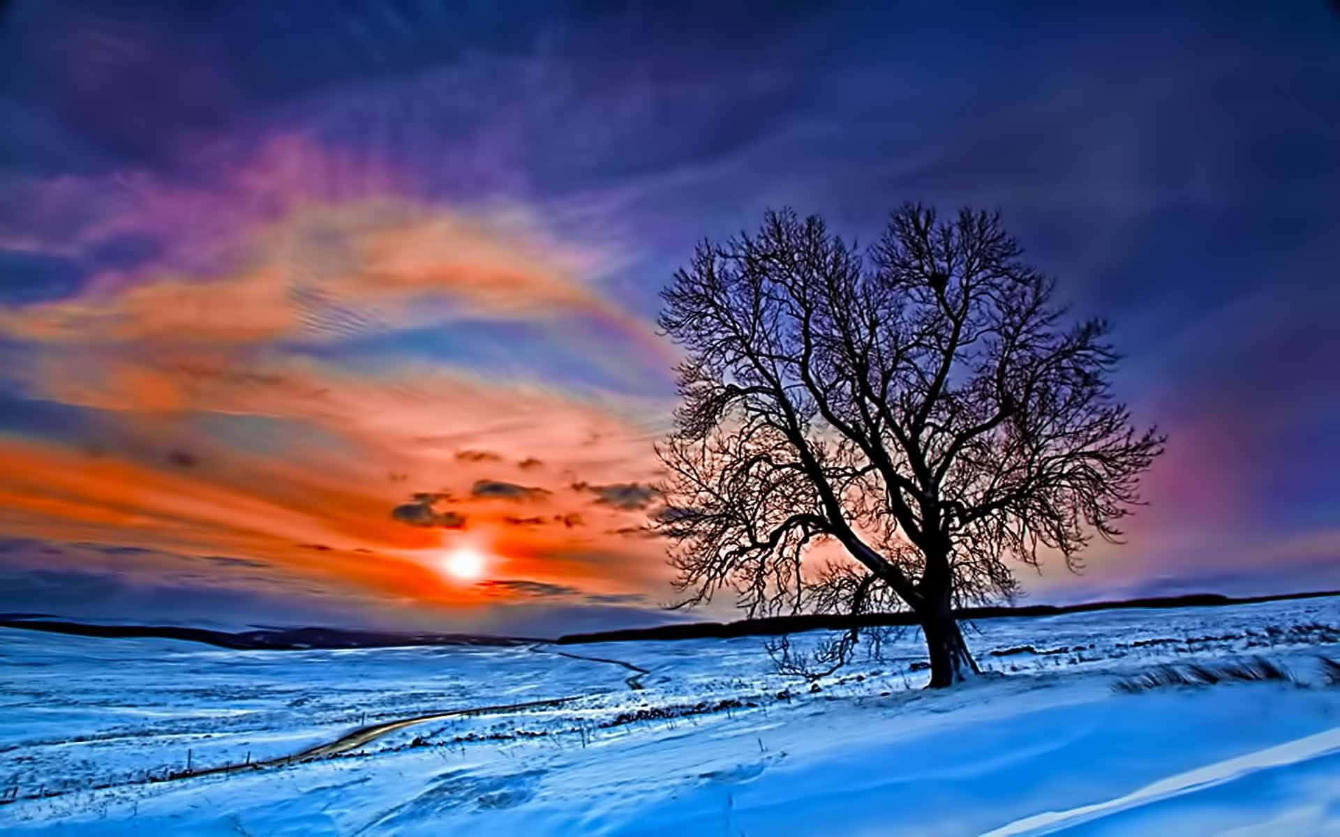 Winter Sun 桌布 壁紙 — 一棵孤獨的禿樹矗立在雪地上，燦爛的夕陽將天空染成火熱的橙色和深紫色。