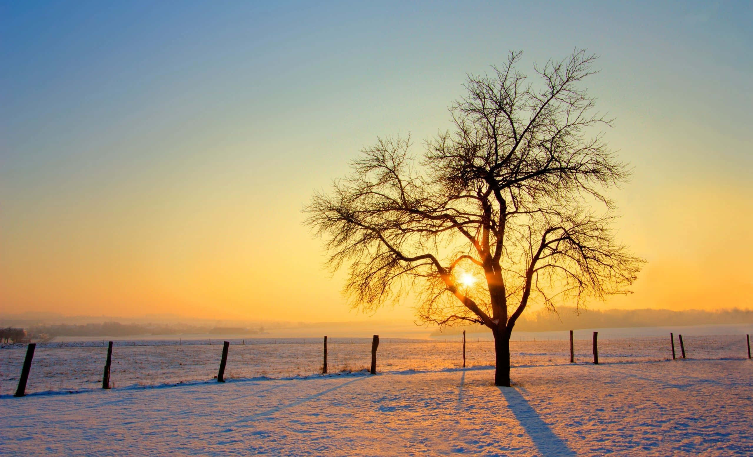 Winter Sunset 桌布 壁紙 — 一棵孤獨的禿樹矗立在雪地田野上，日出時金色的光線穿過其枝條。