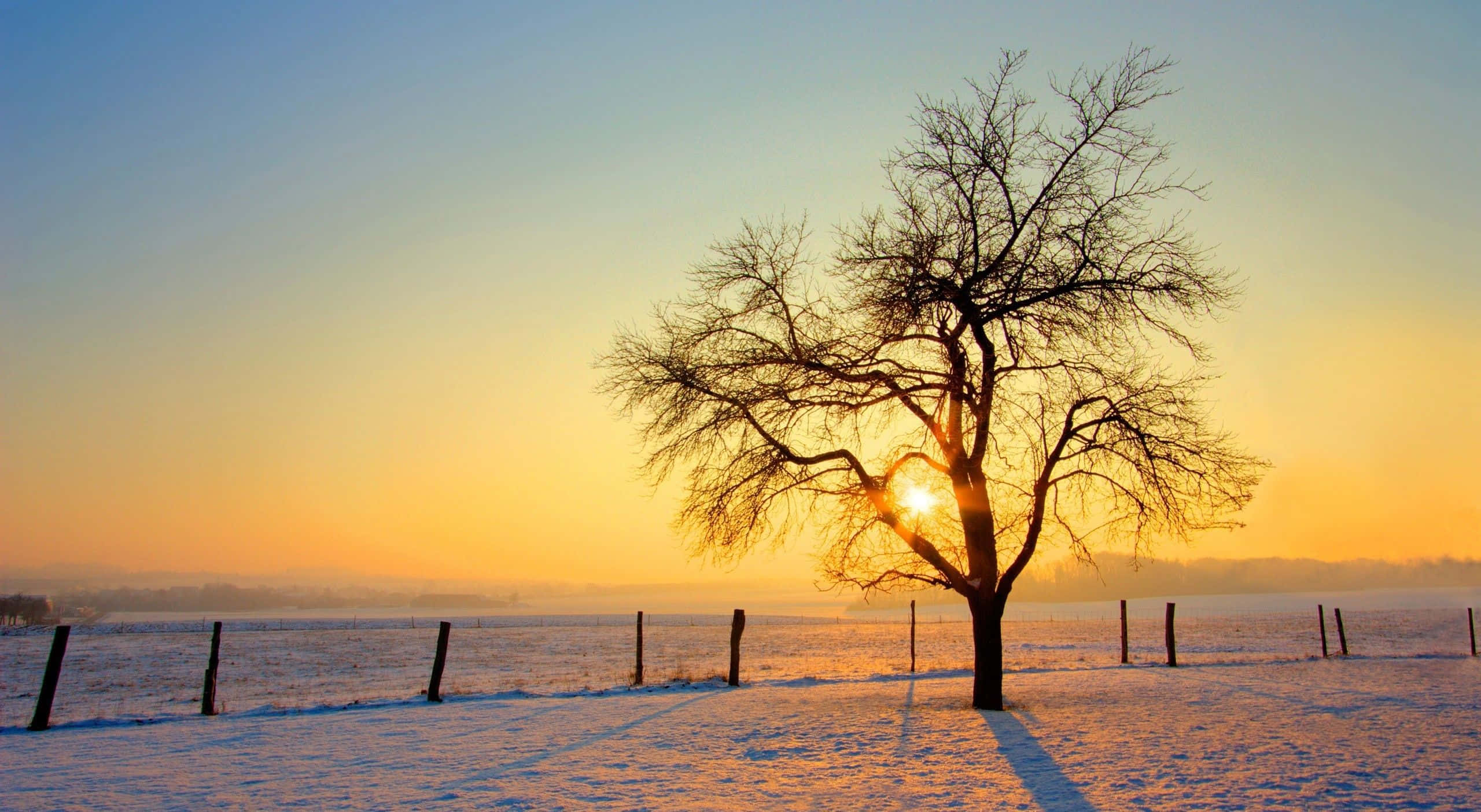 Winter Sun 桌布 壁紙 — 一棵孤獨的禿樹立在雪地上，日出時金色光線穿過其枝條。