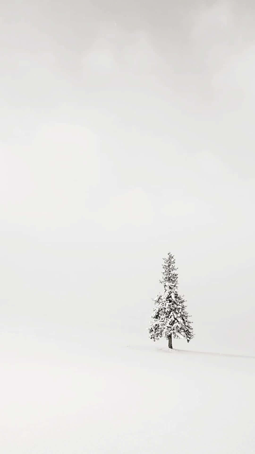 Minimalist Phone 桌布 壁紙 — 一棵孤獨的積雪松樹，在一片廣闊的白色雪原上，在柔和的灰色天空下獨自矗立。