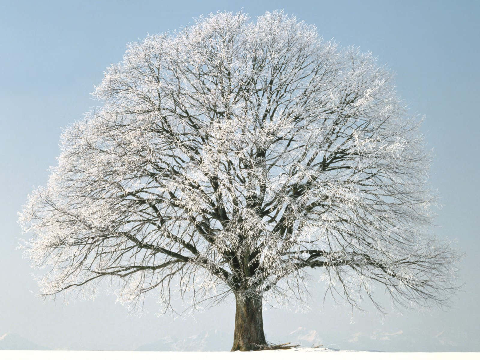 Winter Trees 桌布 壁紙 — 一棵孤獨的積雪樹木，在淡藍色的冬日天空下高高聳立，背景是遠山。